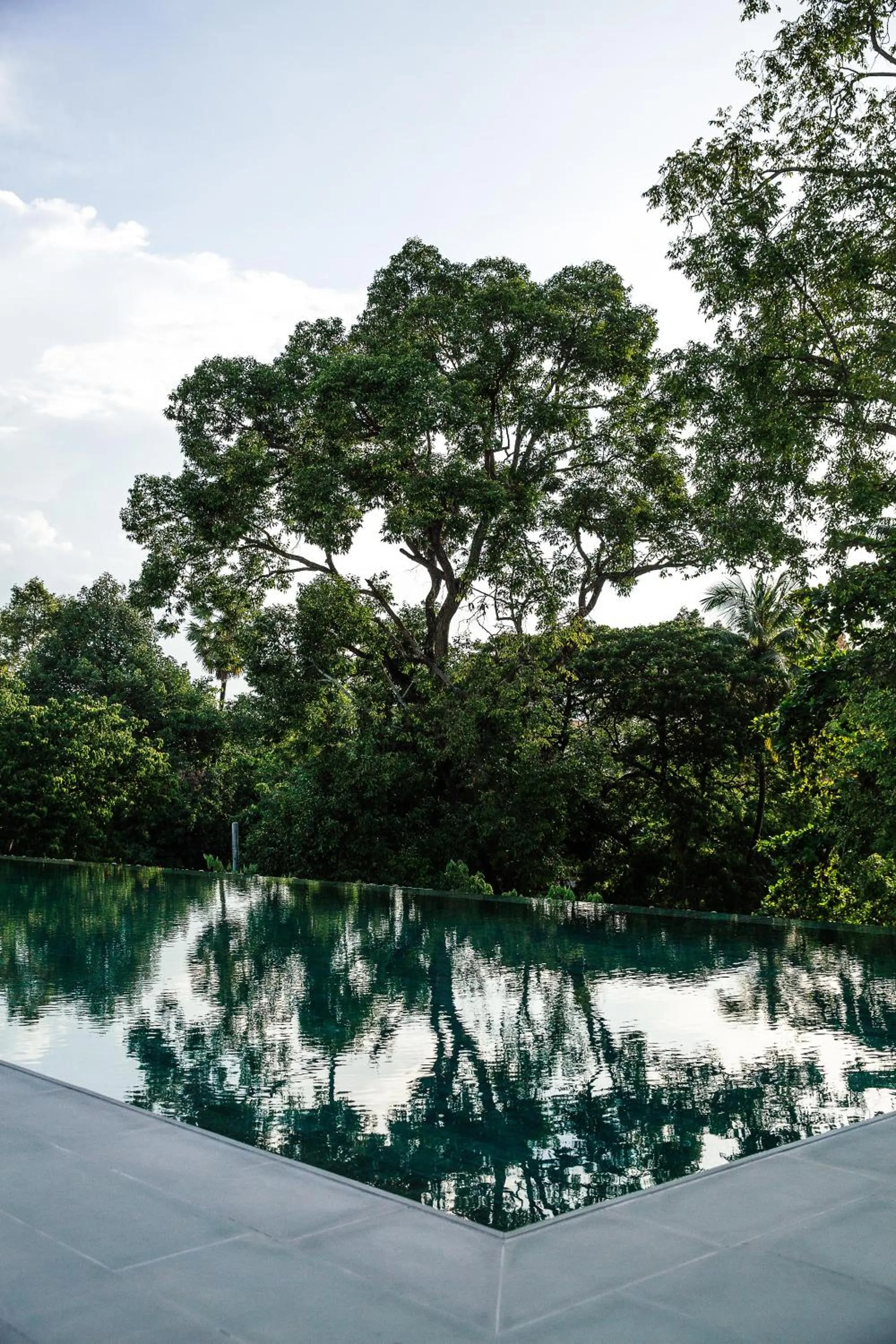 Natural landscape in Treeline Urban Resort