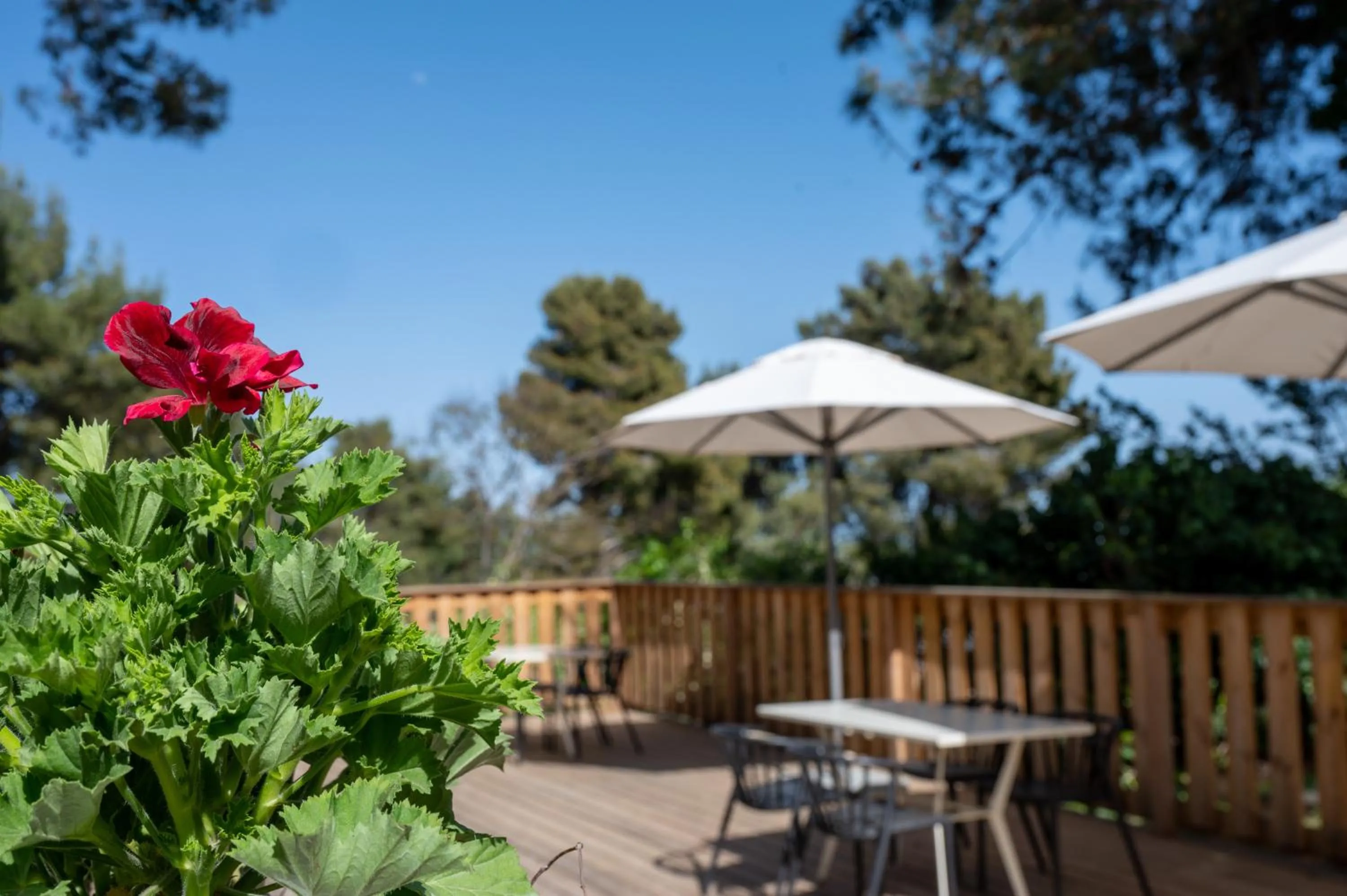 Garden in Kibbutz Malkiya Travel Hotel