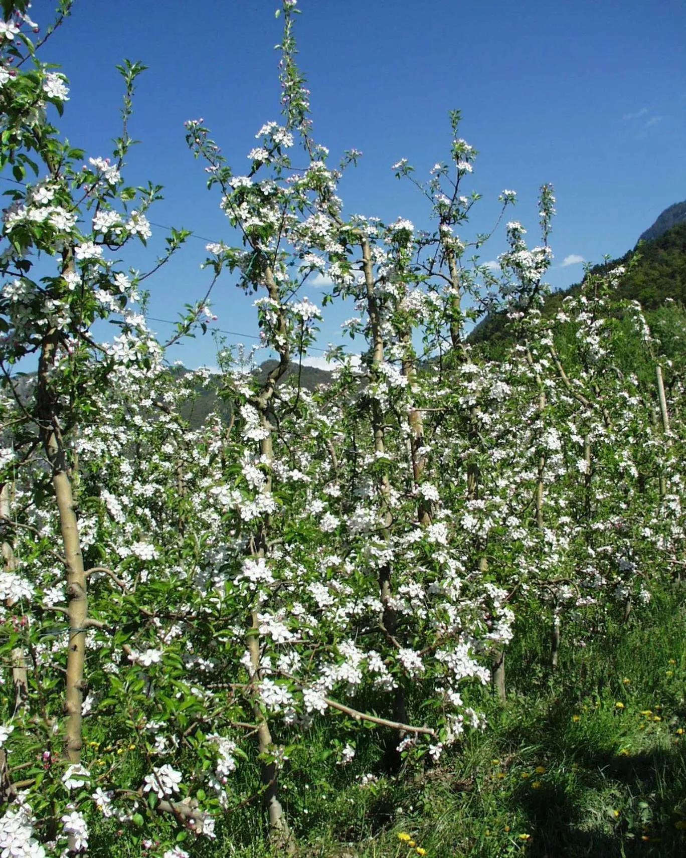 Spring in Hotel Stocknerhof
