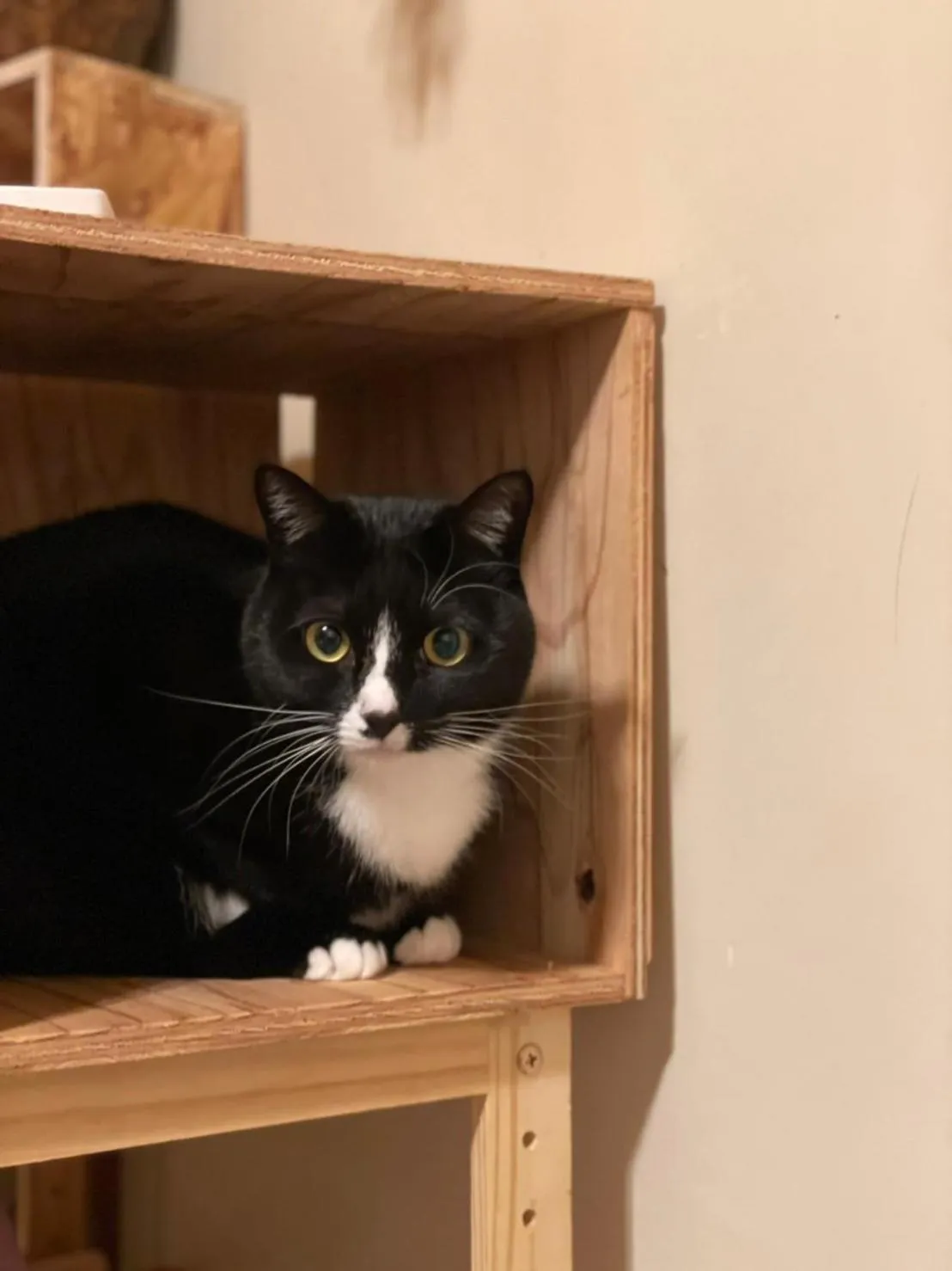 Animals in Kyoto-Gion Tourist House