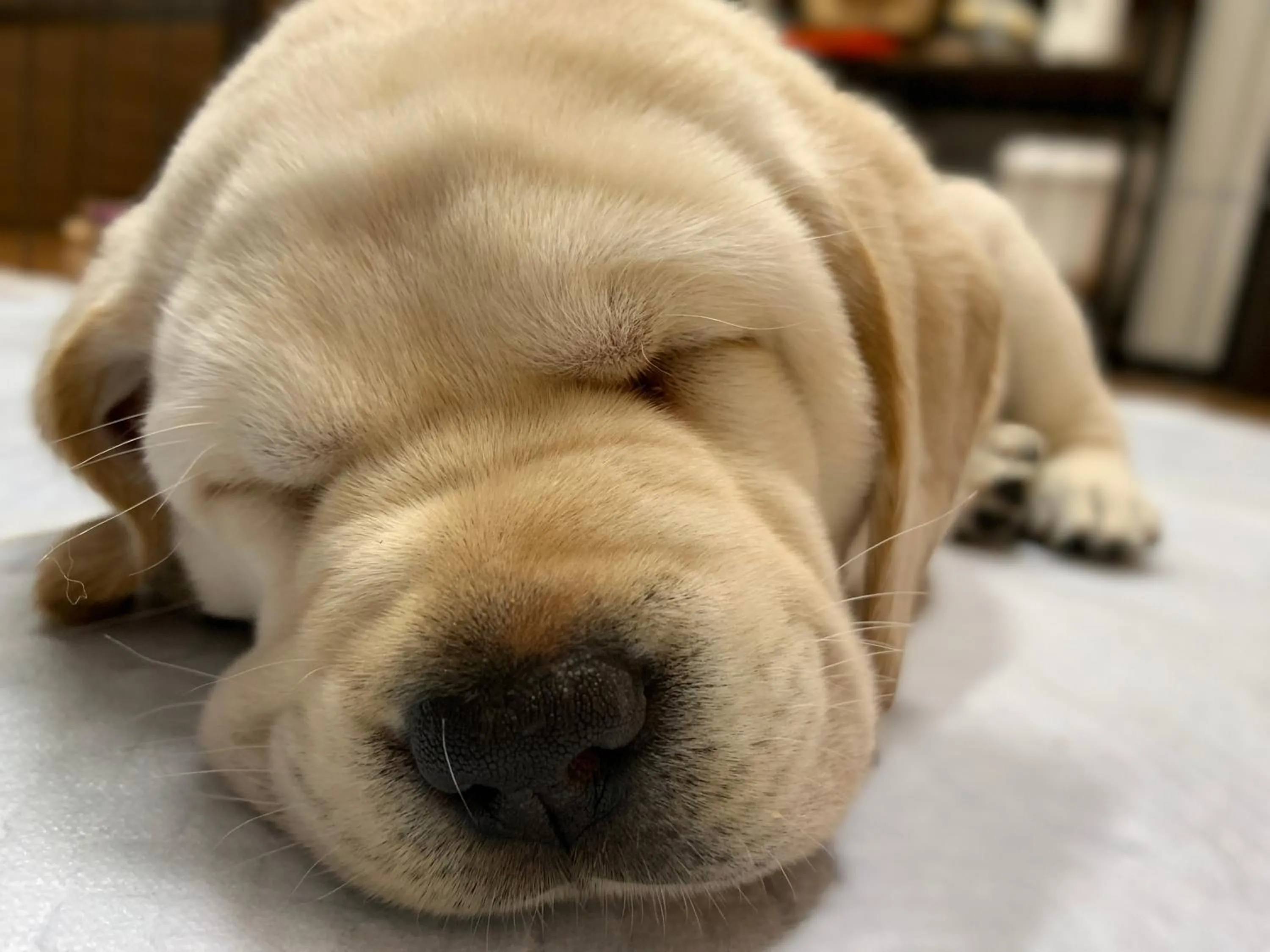 Animals in Kyoto-Gion Tourist House