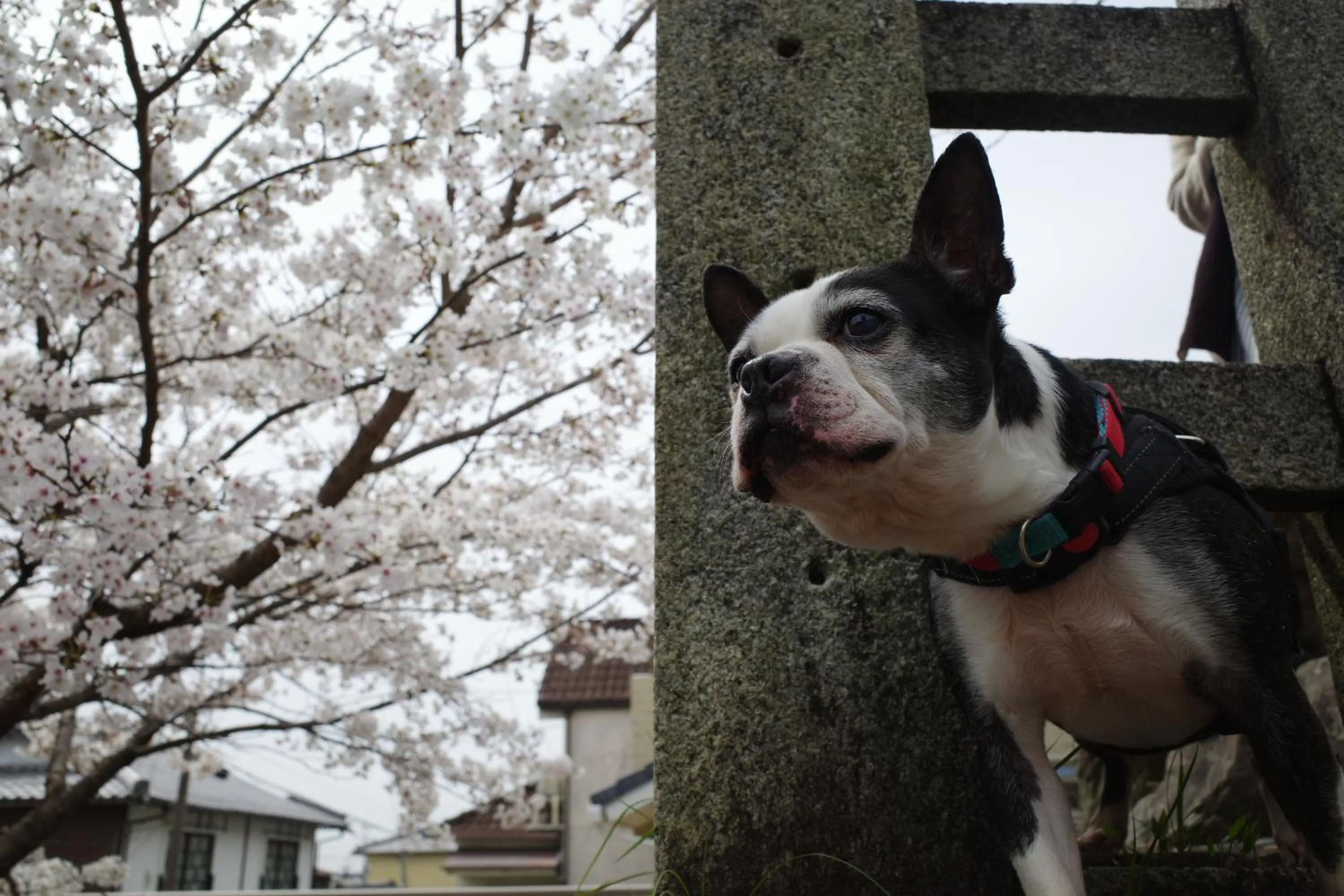 Animals in Kyoto-Gion Tourist House