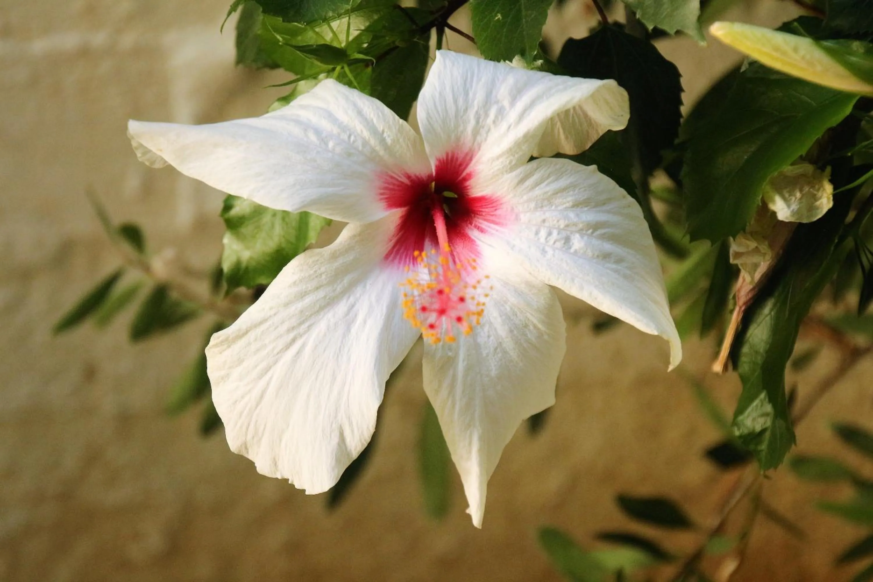 Garden view in Galini Mare