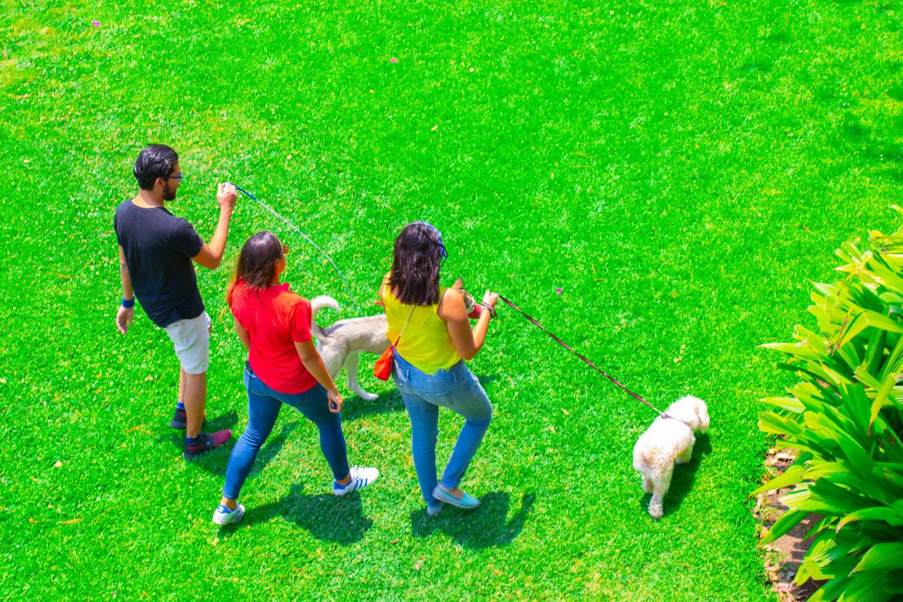 Pets in Porta Hotel Antigua