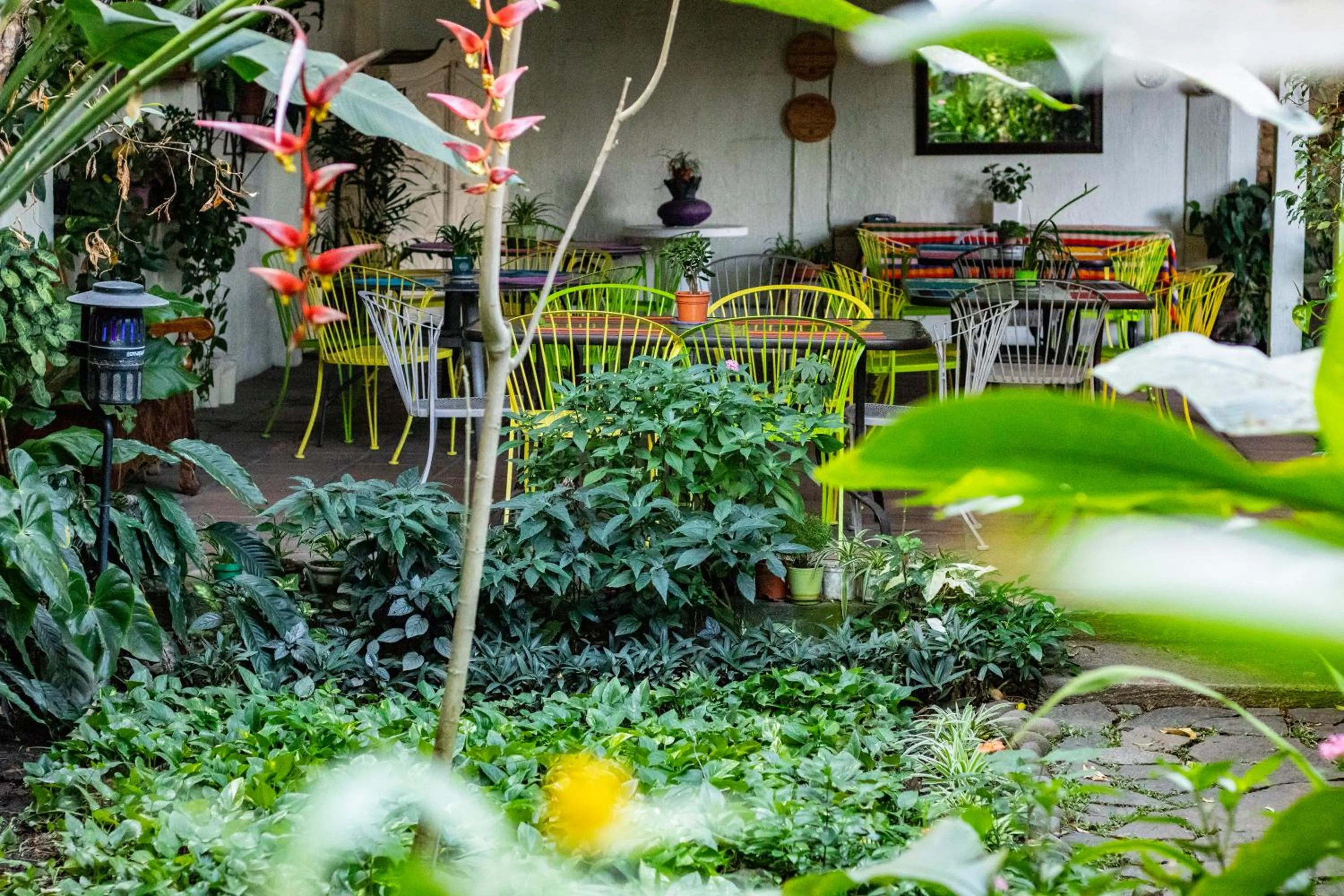 Restaurant/places to eat in Arbol de Fuego Eco-hotel