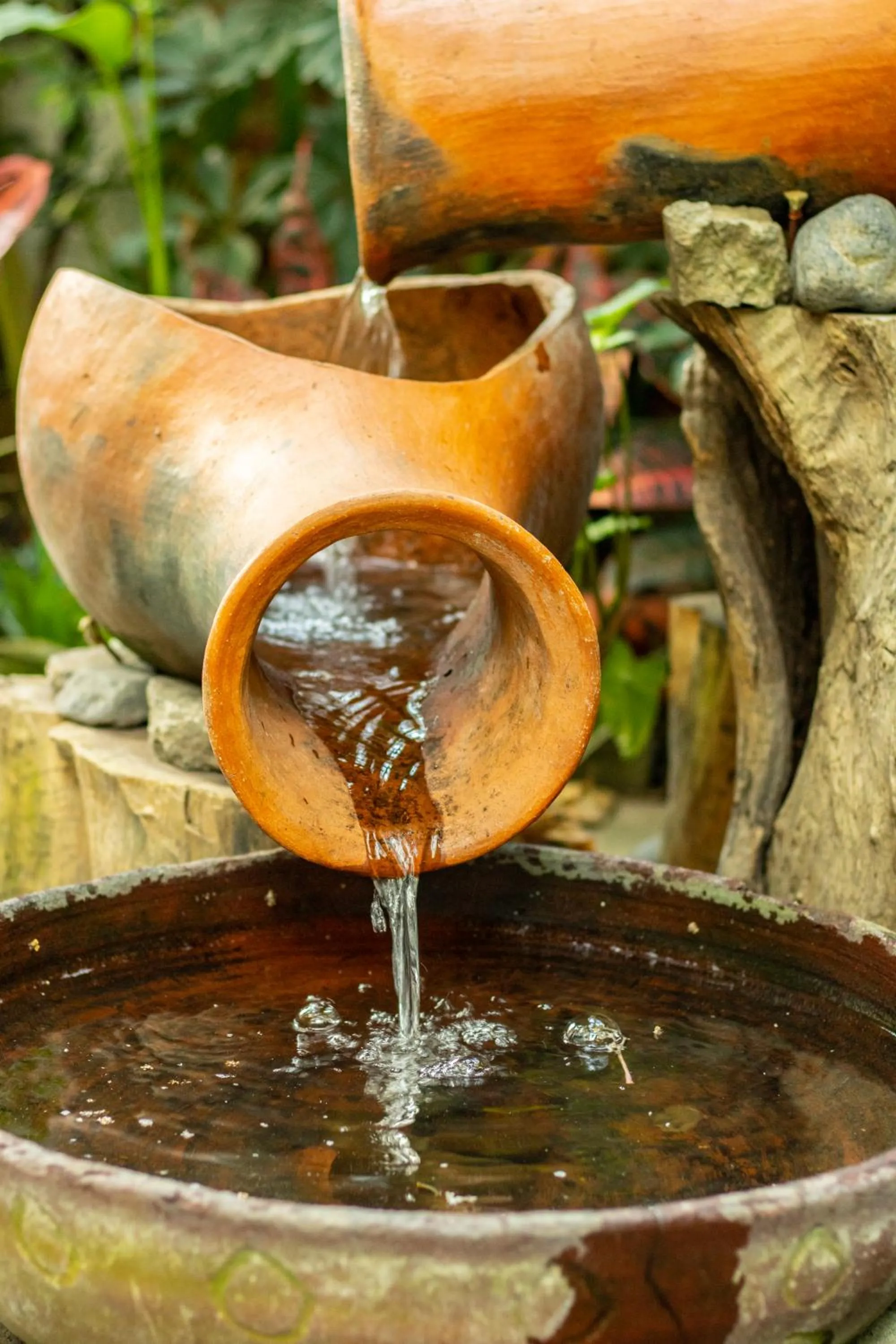 Garden in Arbol de Fuego Eco-hotel