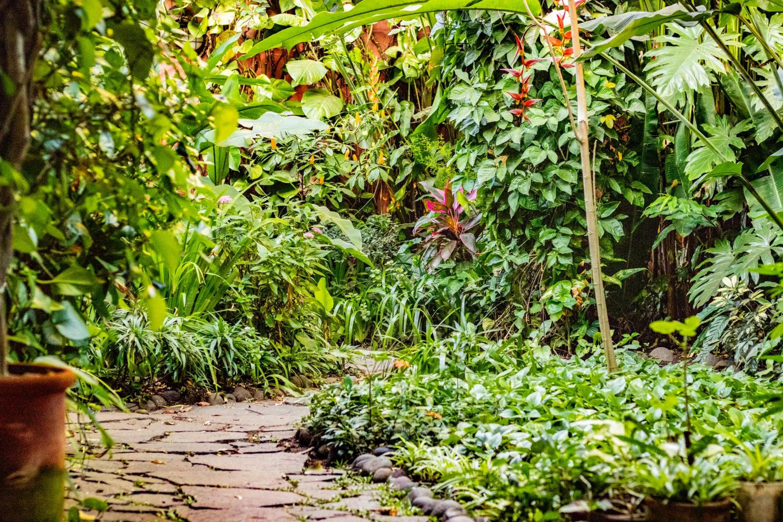 Garden in Arbol de Fuego Eco-hotel