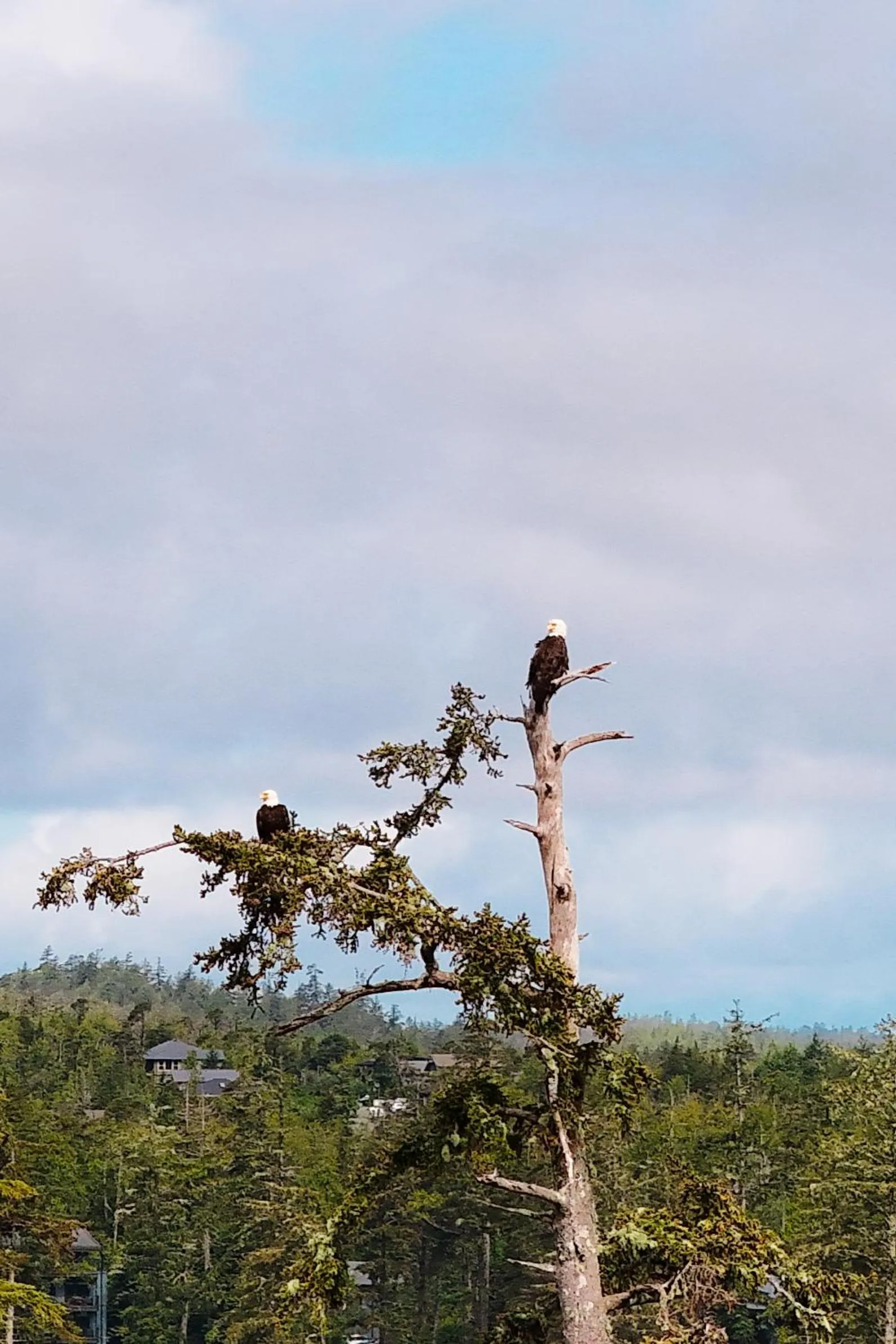 Natural landscape in Snug Harbour Inn