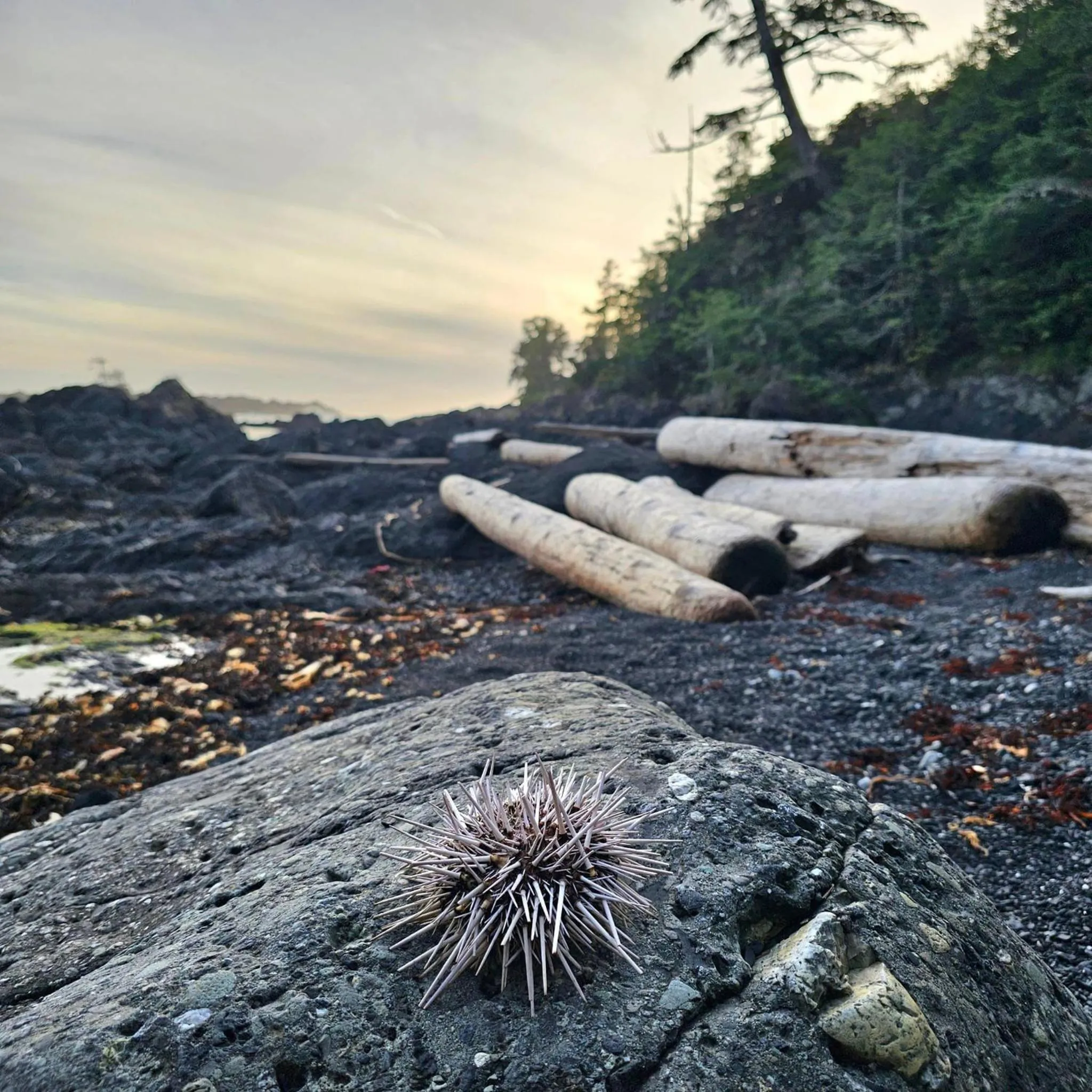Natural landscape in Snug Harbour Inn