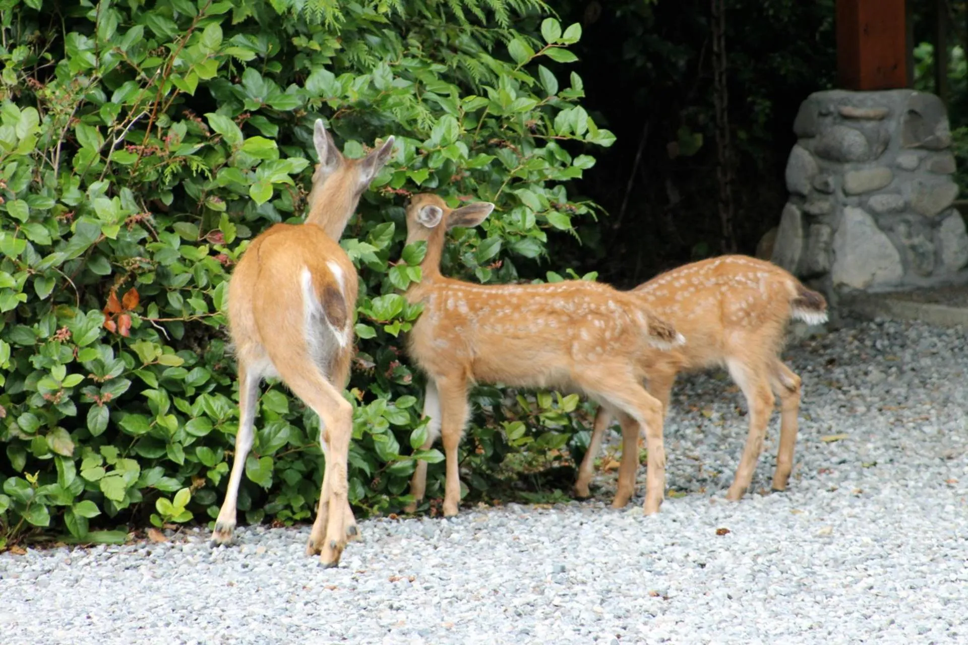 Animals in Snug Harbour Inn