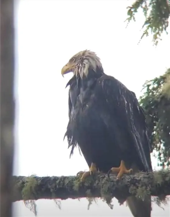 Animals in Snug Harbour Inn