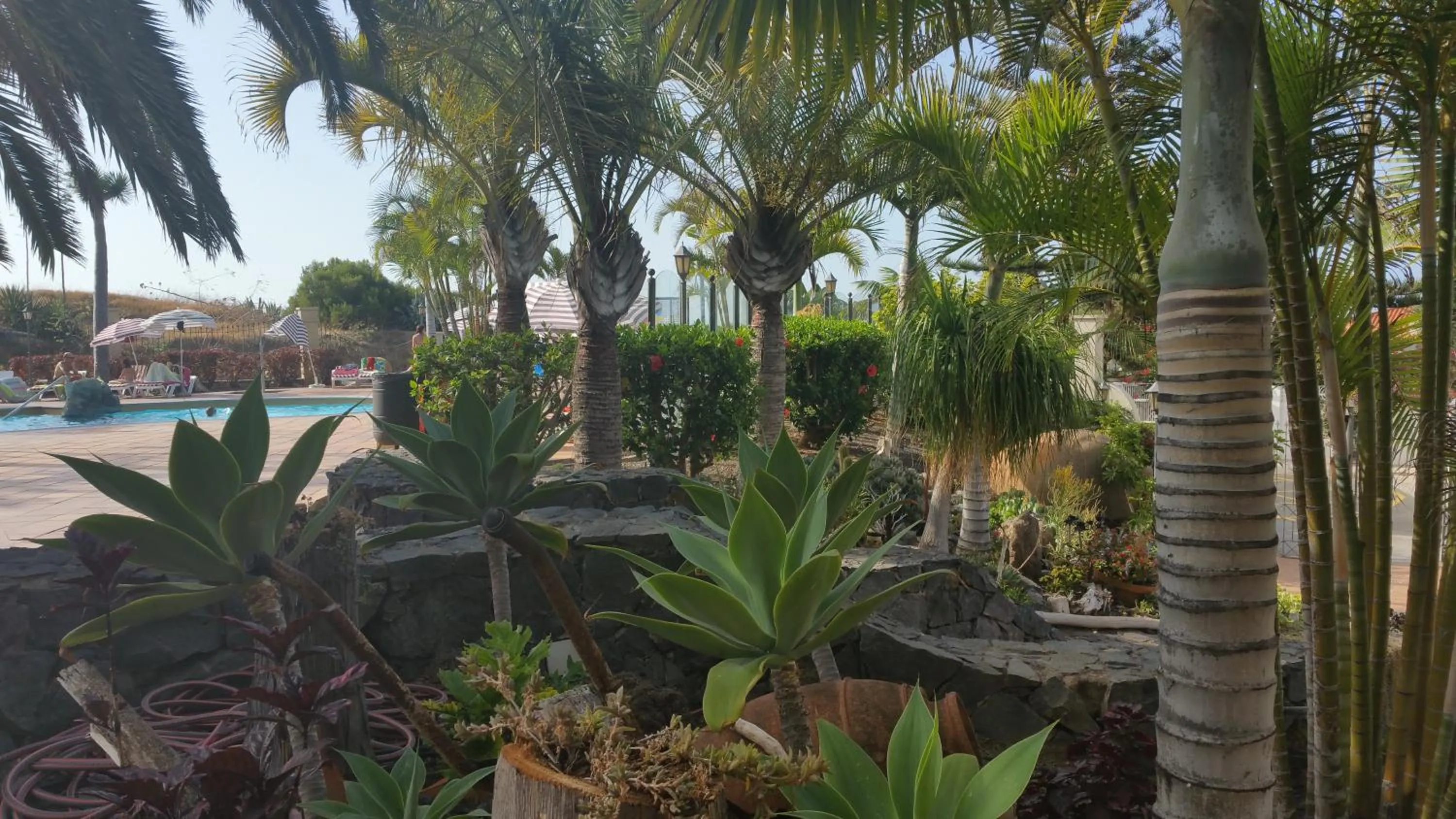 Garden in Apartamentos Playa de Los Roques