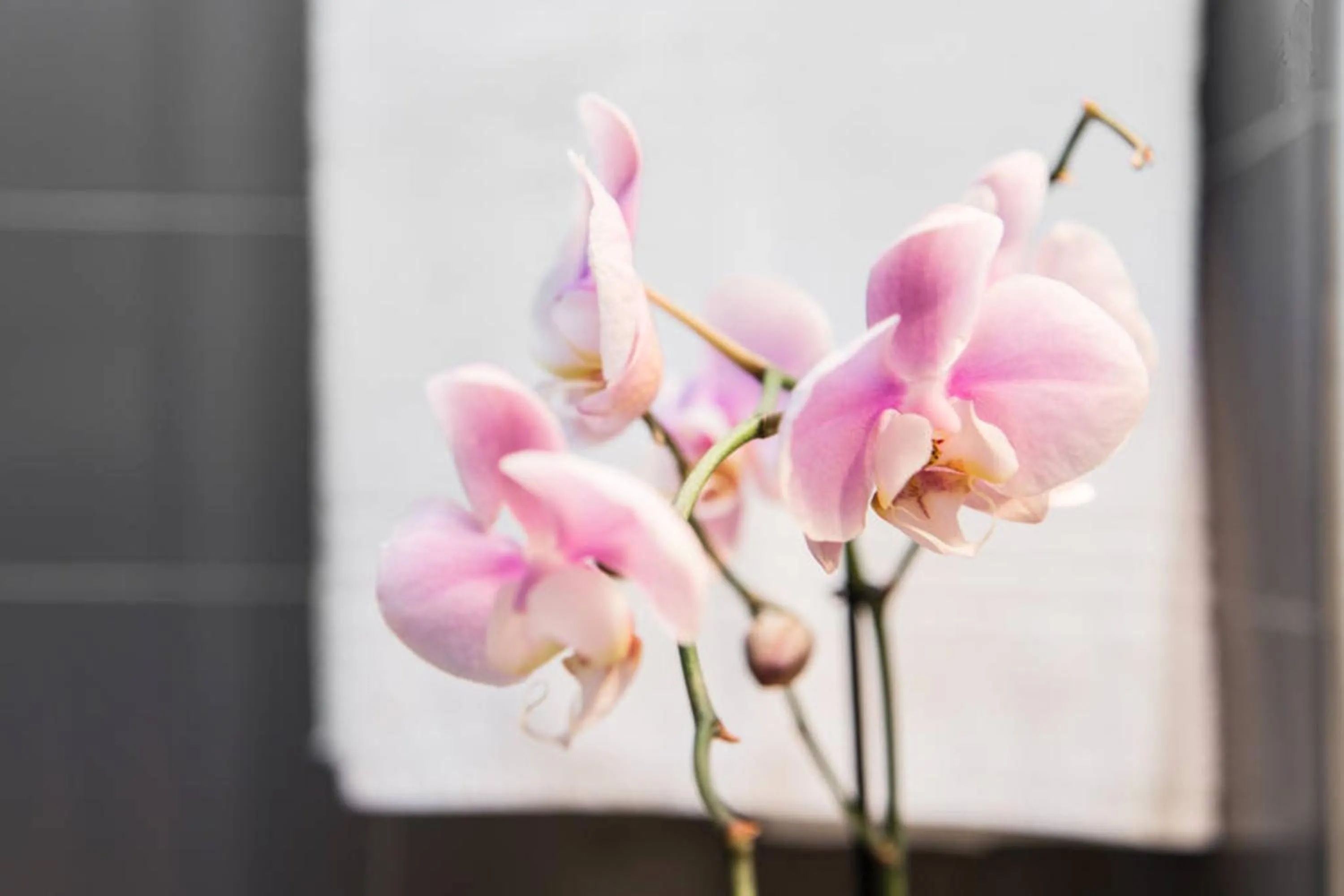 Other in Be My Guest