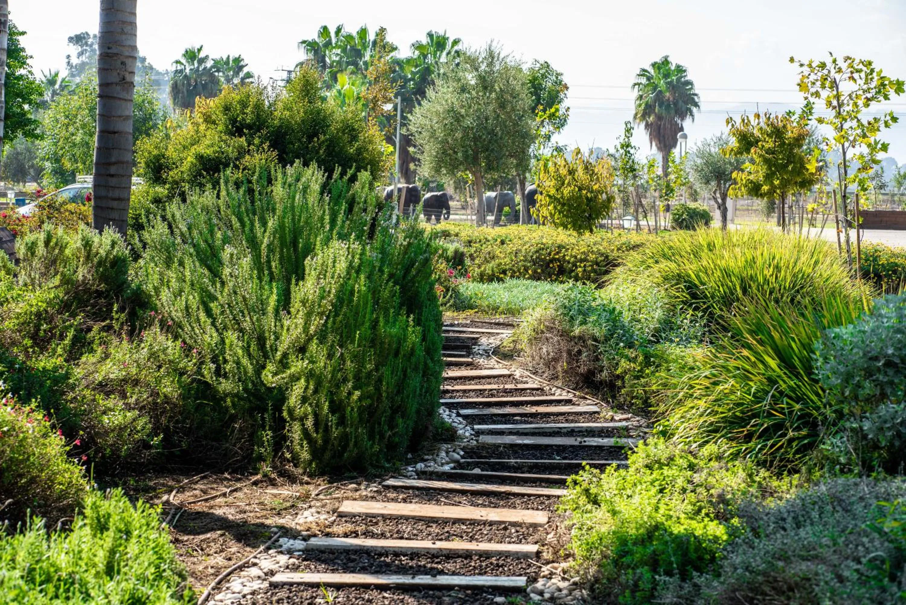 Natural landscape in The Village- Jordan Riverside Travel Hotel
