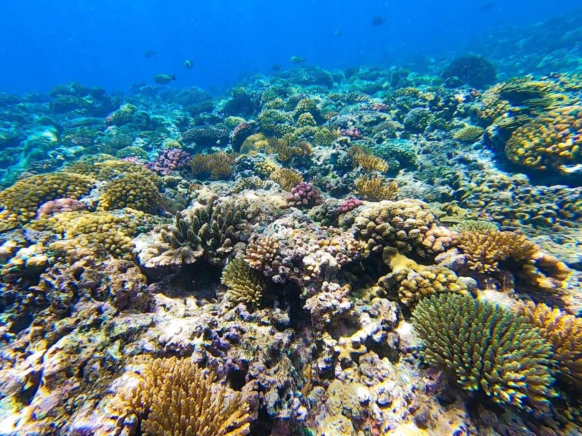 Natural landscape in Nasama Resort