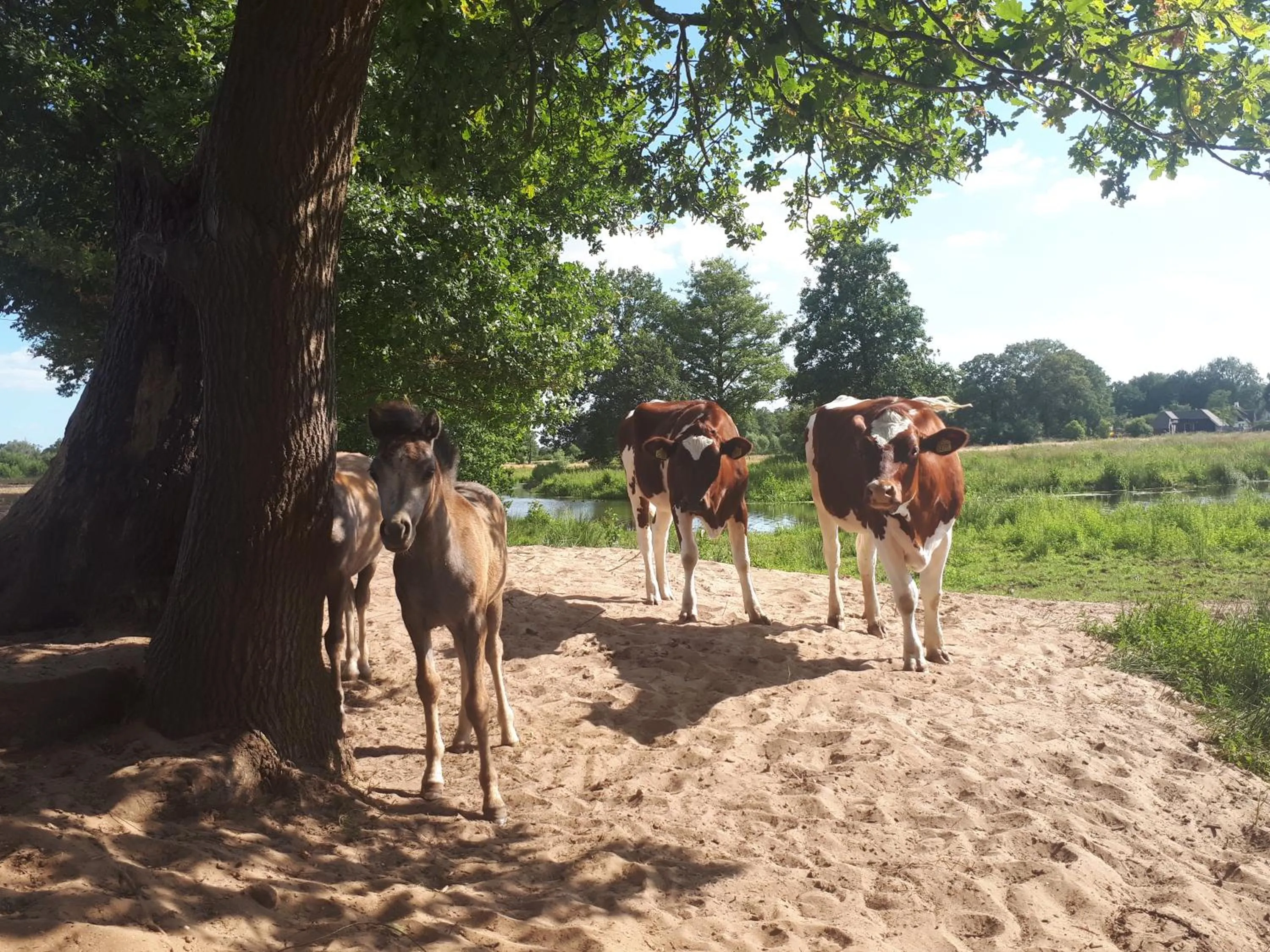 Natural landscape in Bed & Breakfast Hellendoorn