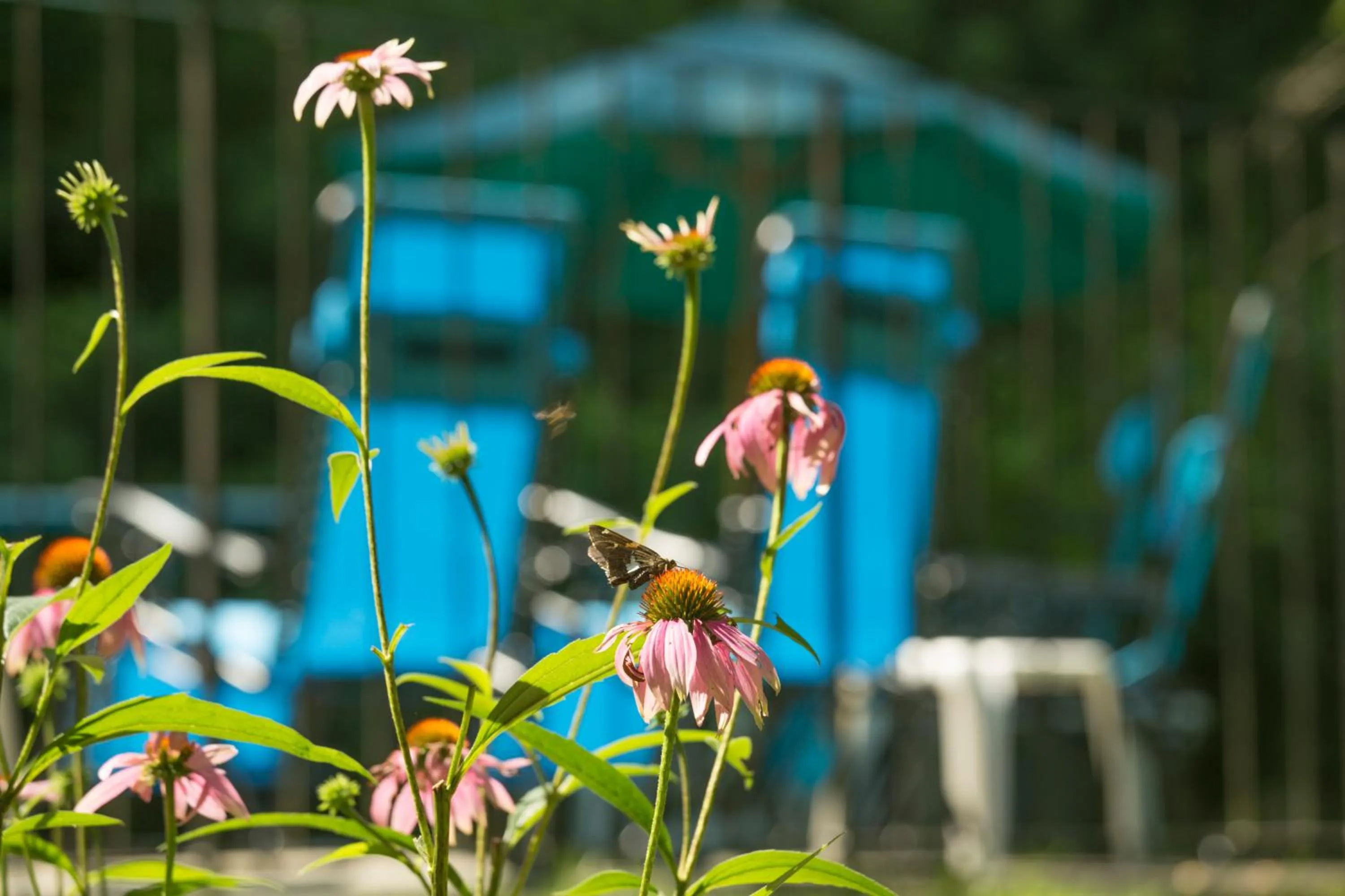 Summer in Brook Farm Inn