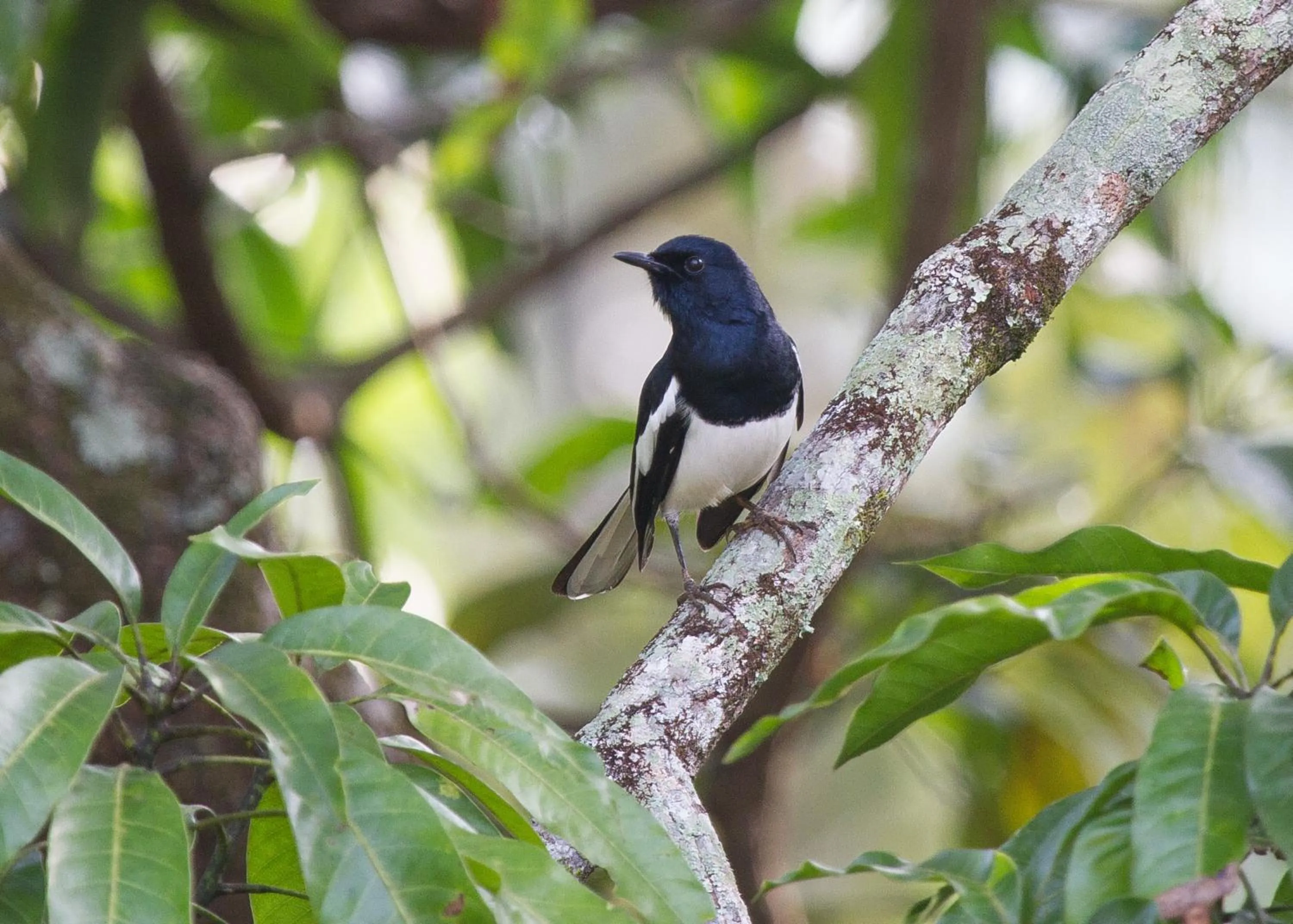 Garden in Jim's Farm Villas