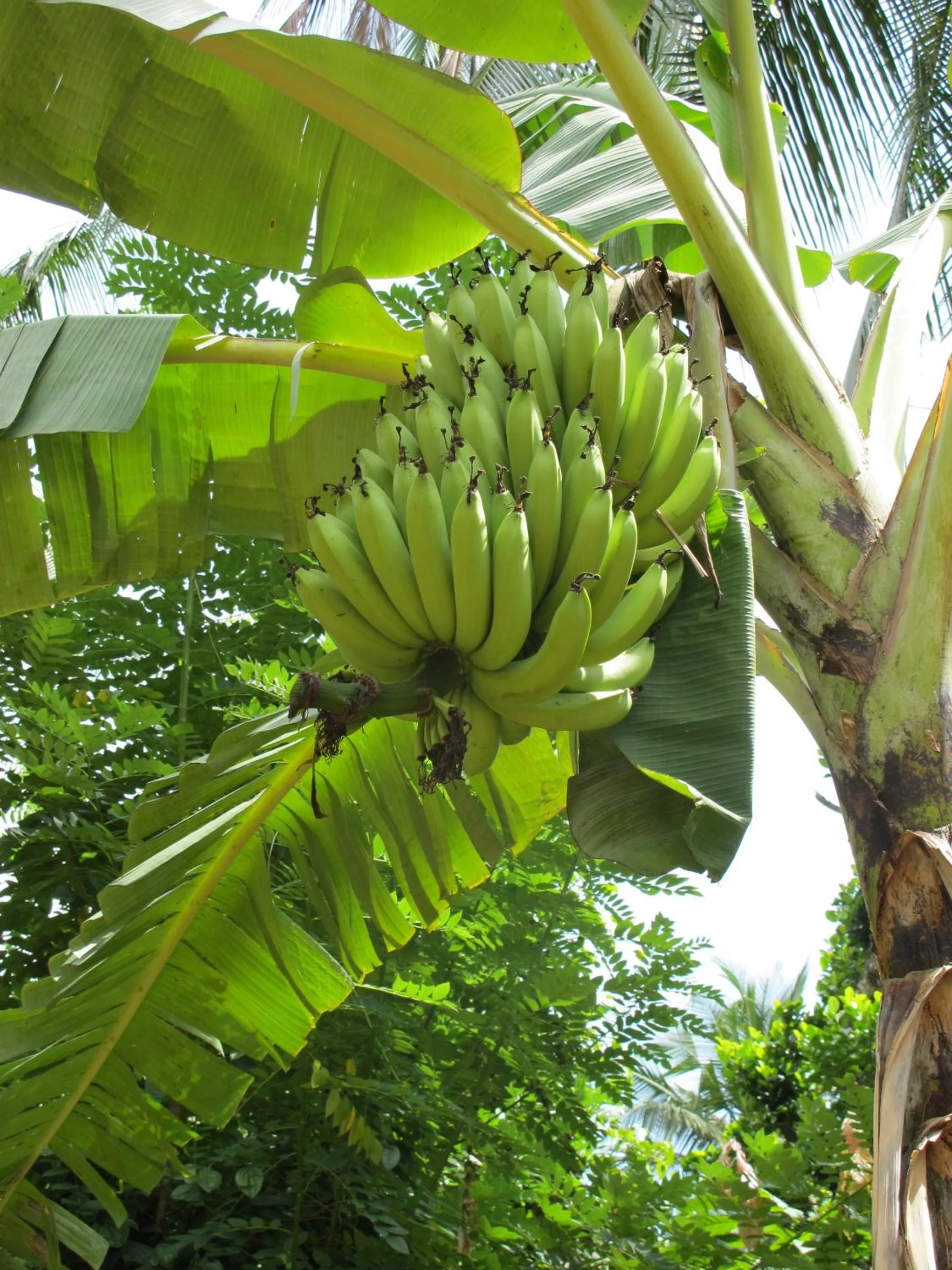 Day in Jim's Farm Villas