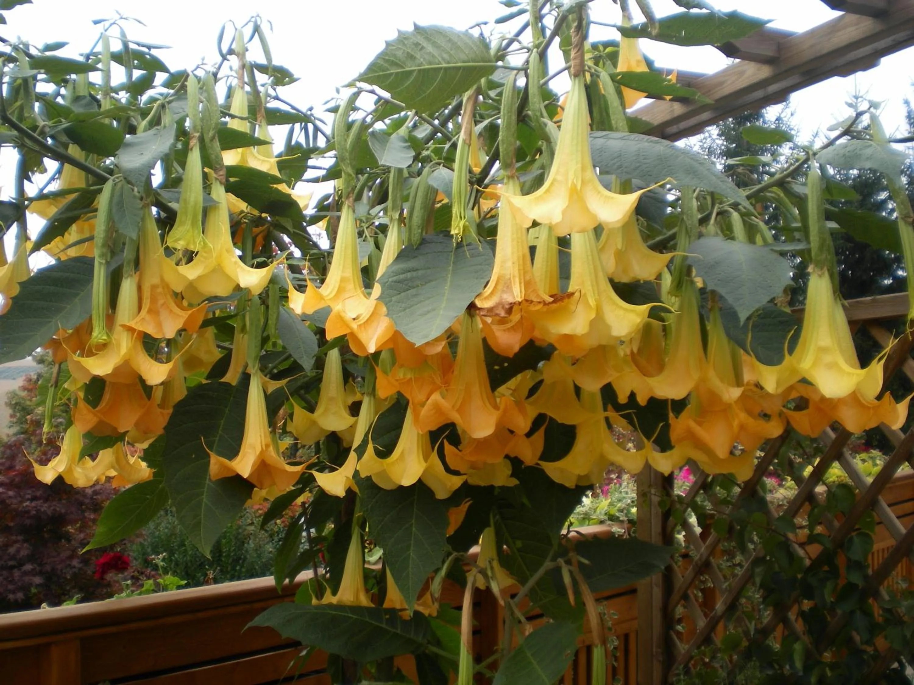Balcony/Terrace in Pension Thermensonne