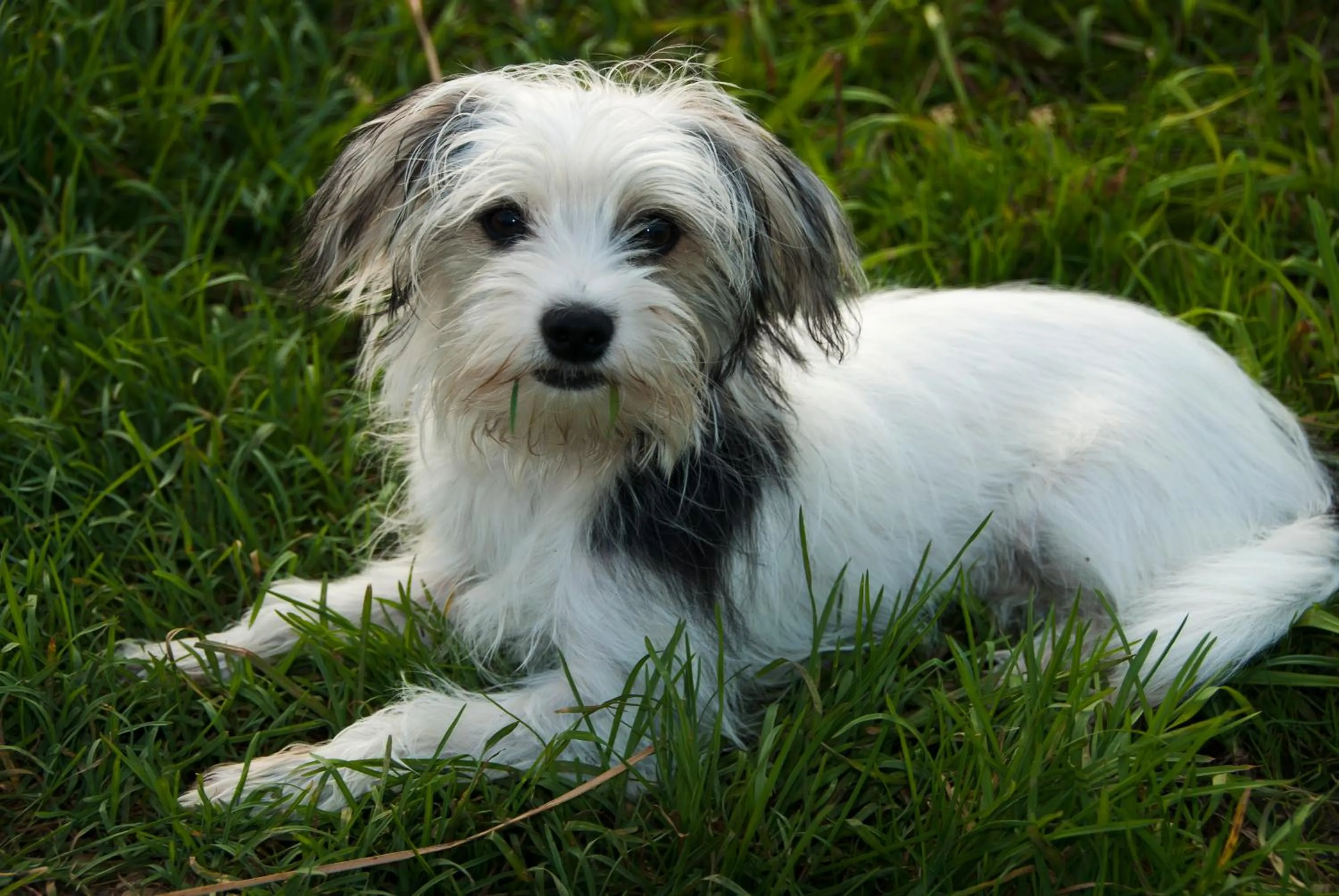 Pets in Pension Thermensonne