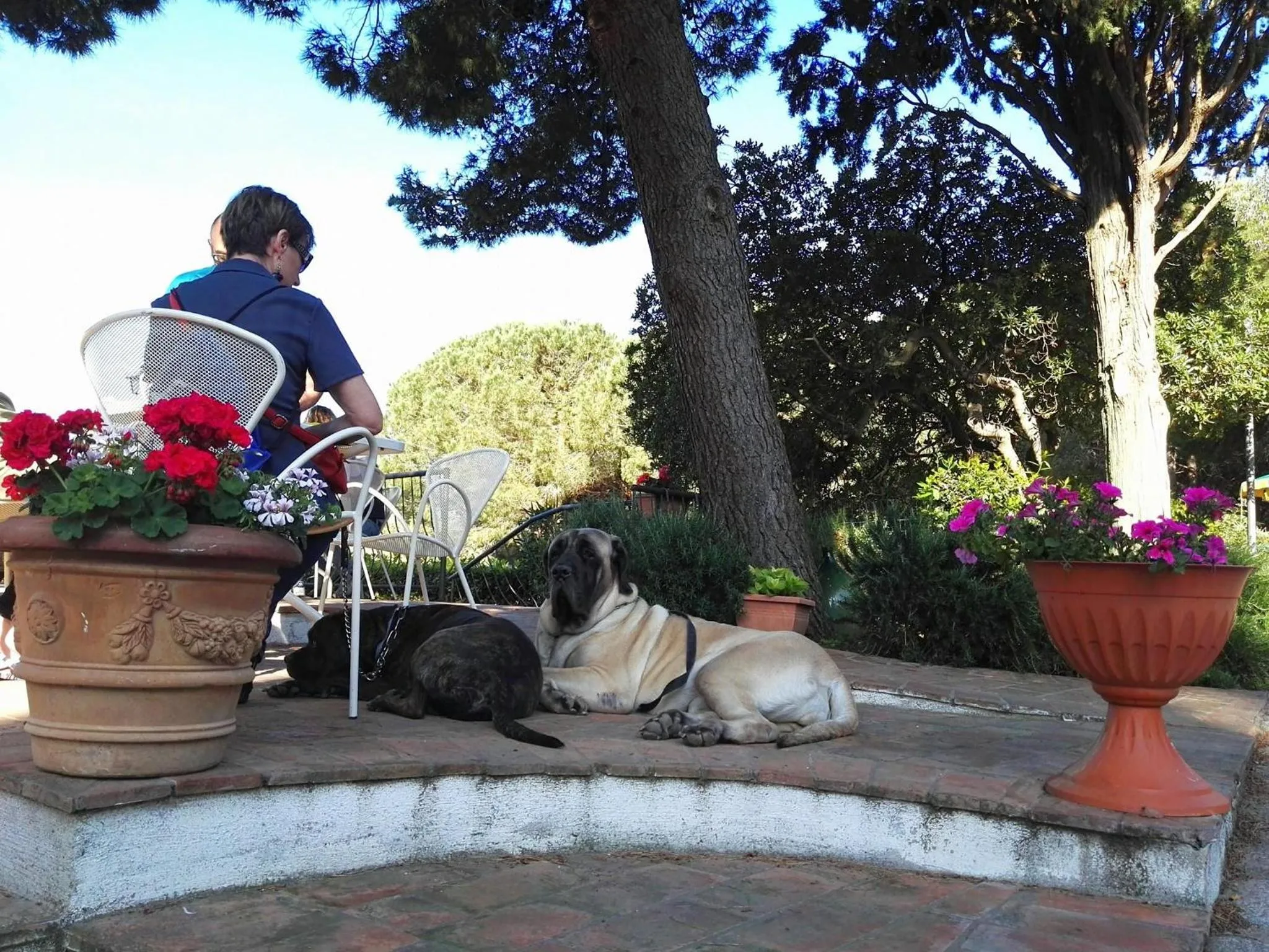 Animals in Dolce Vita