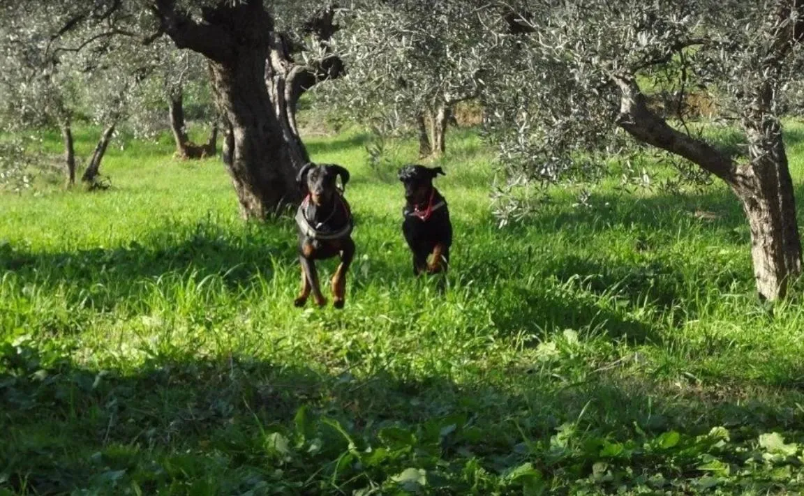 Animals in Dolce Vita