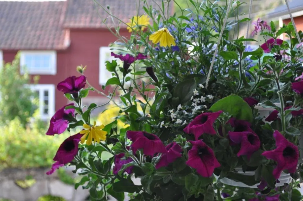 Garden in Vandrarhemmet Tallbacka/Ängelsberg Hostel