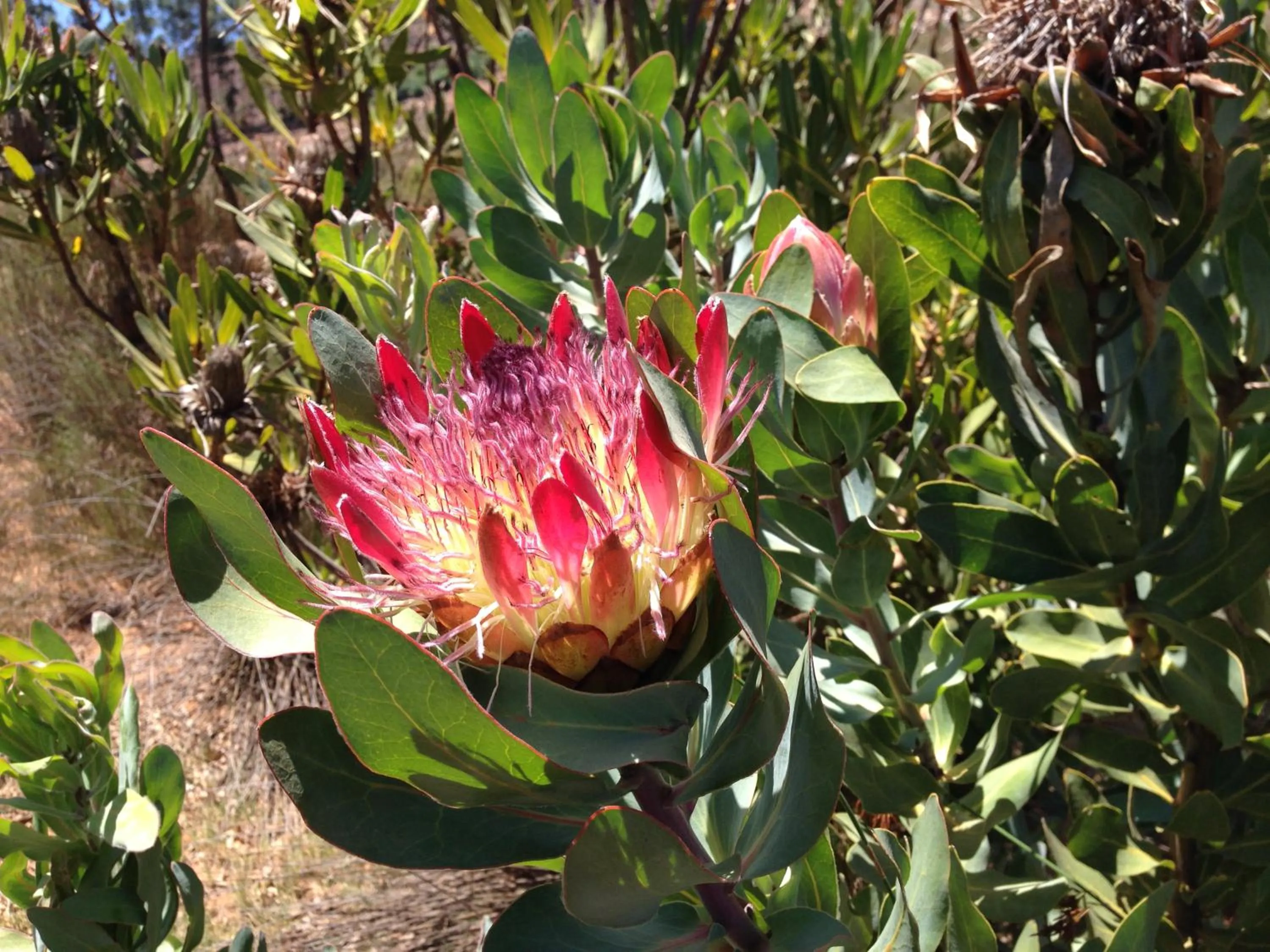 Garden in Alba House Guest House