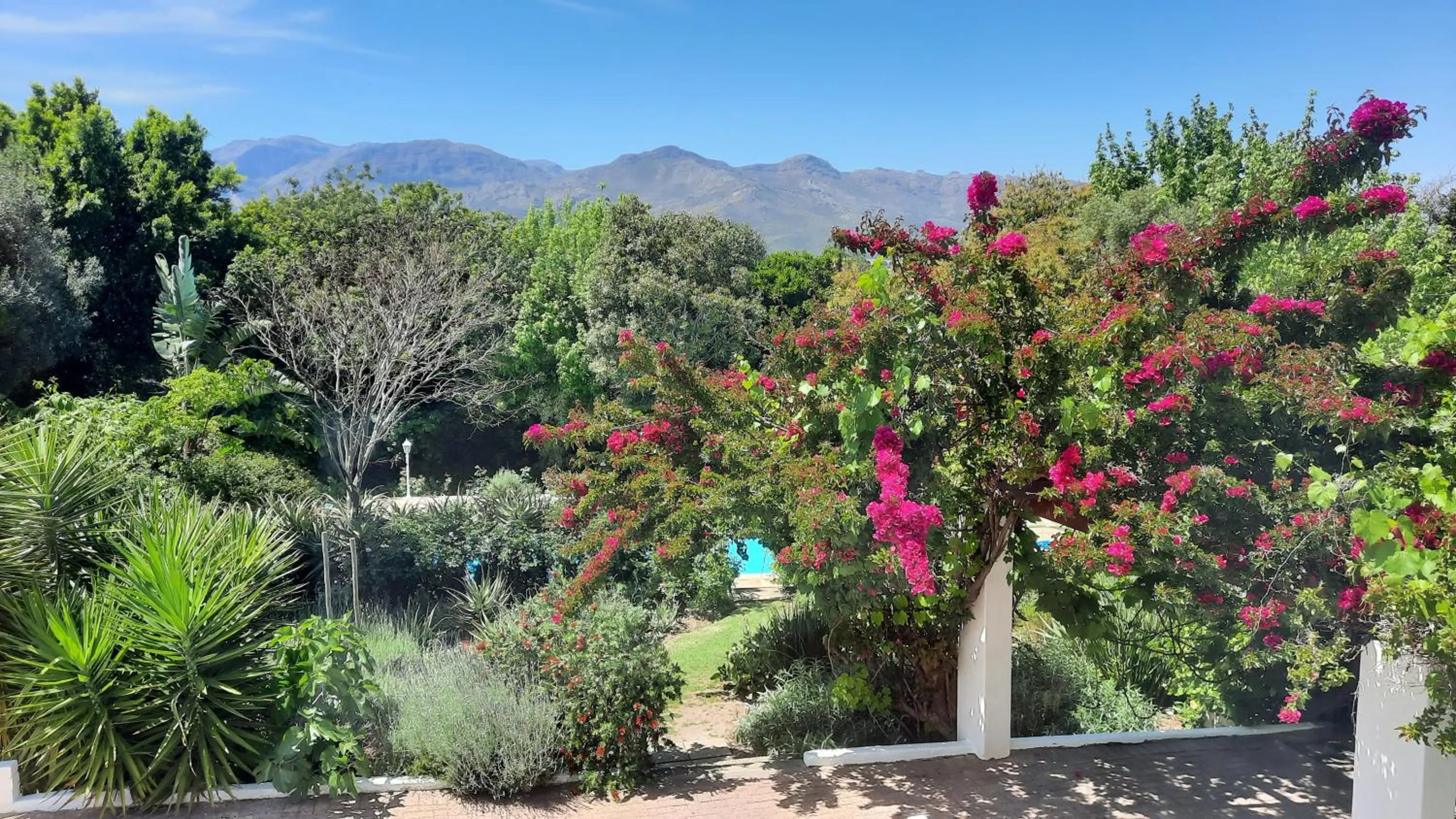 Garden view in Alba House Guest House