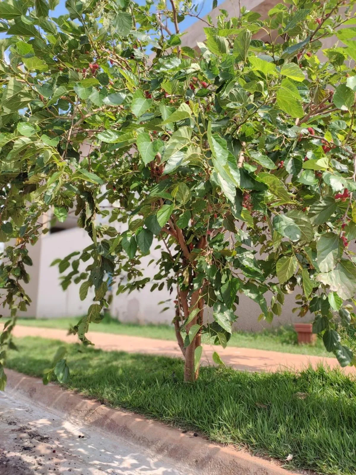 Garden in Vila Caluca - Flats Olimpia