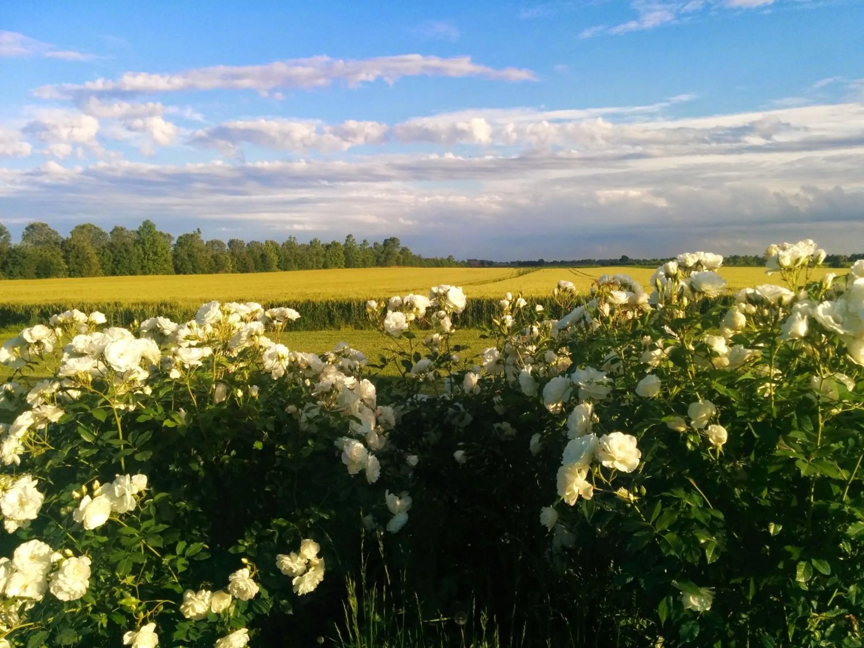 Garden view in Antica Vigna