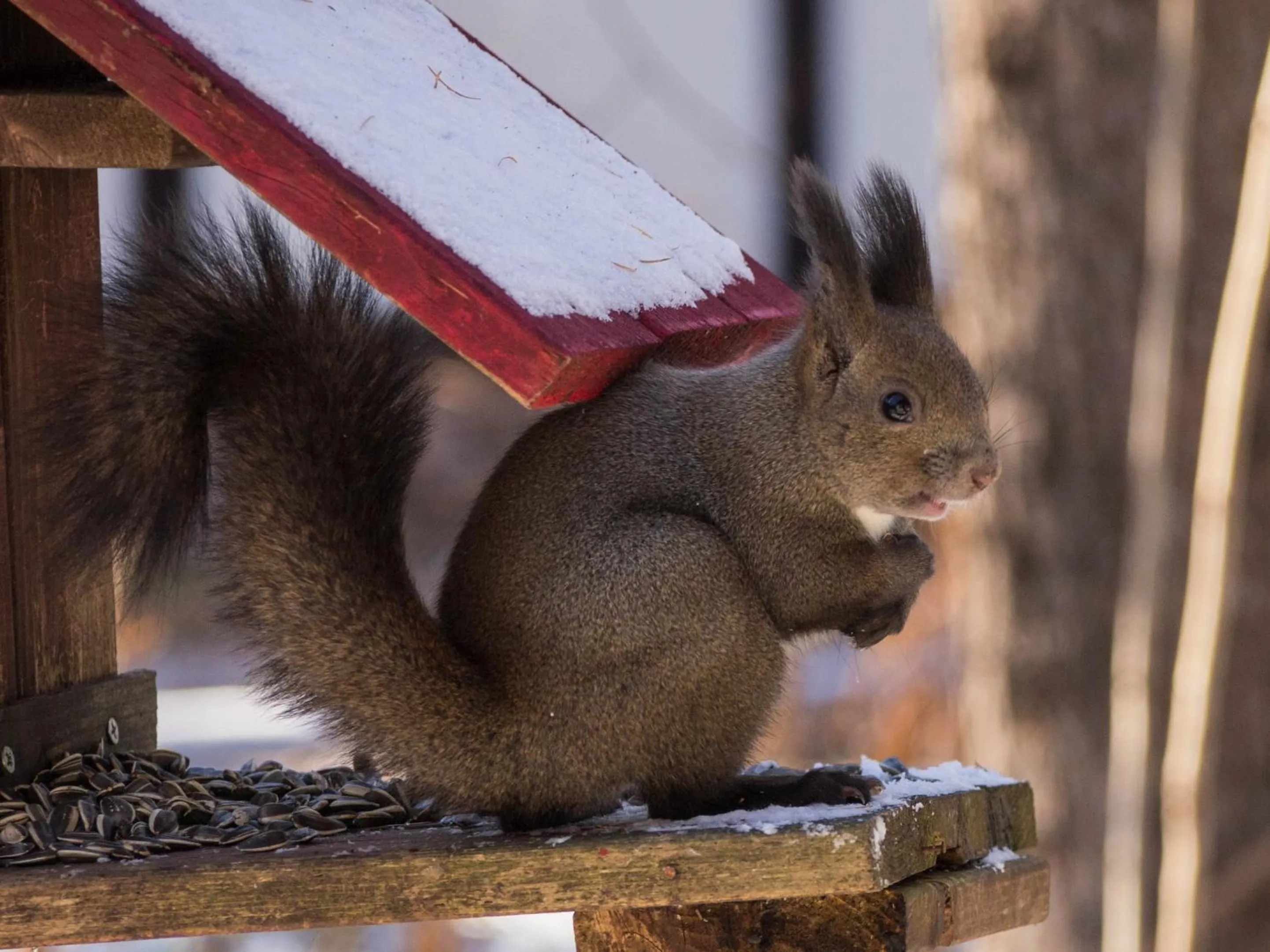 Animals in Guesthouse Canterbury