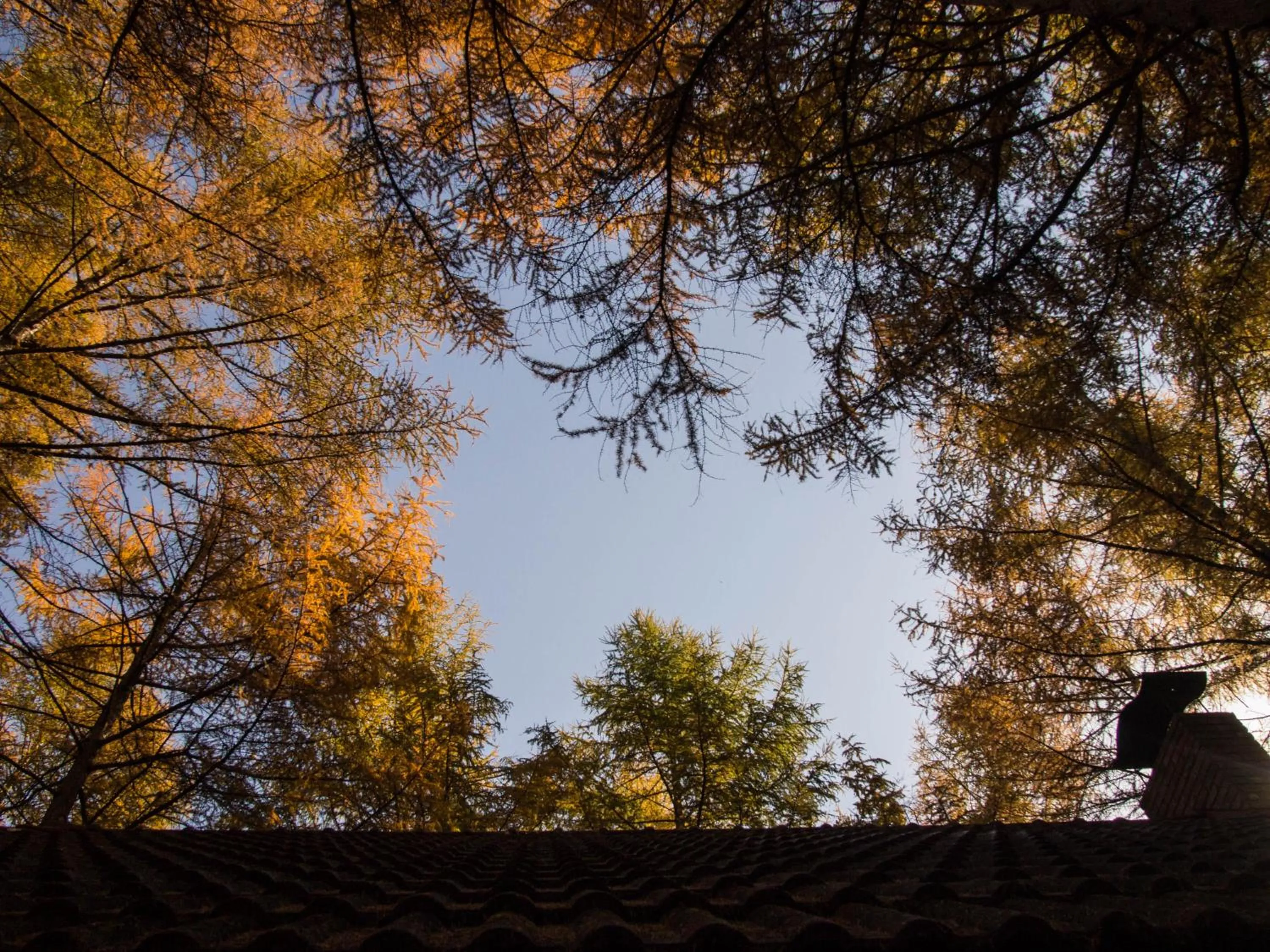 Autumn in Guesthouse Canterbury