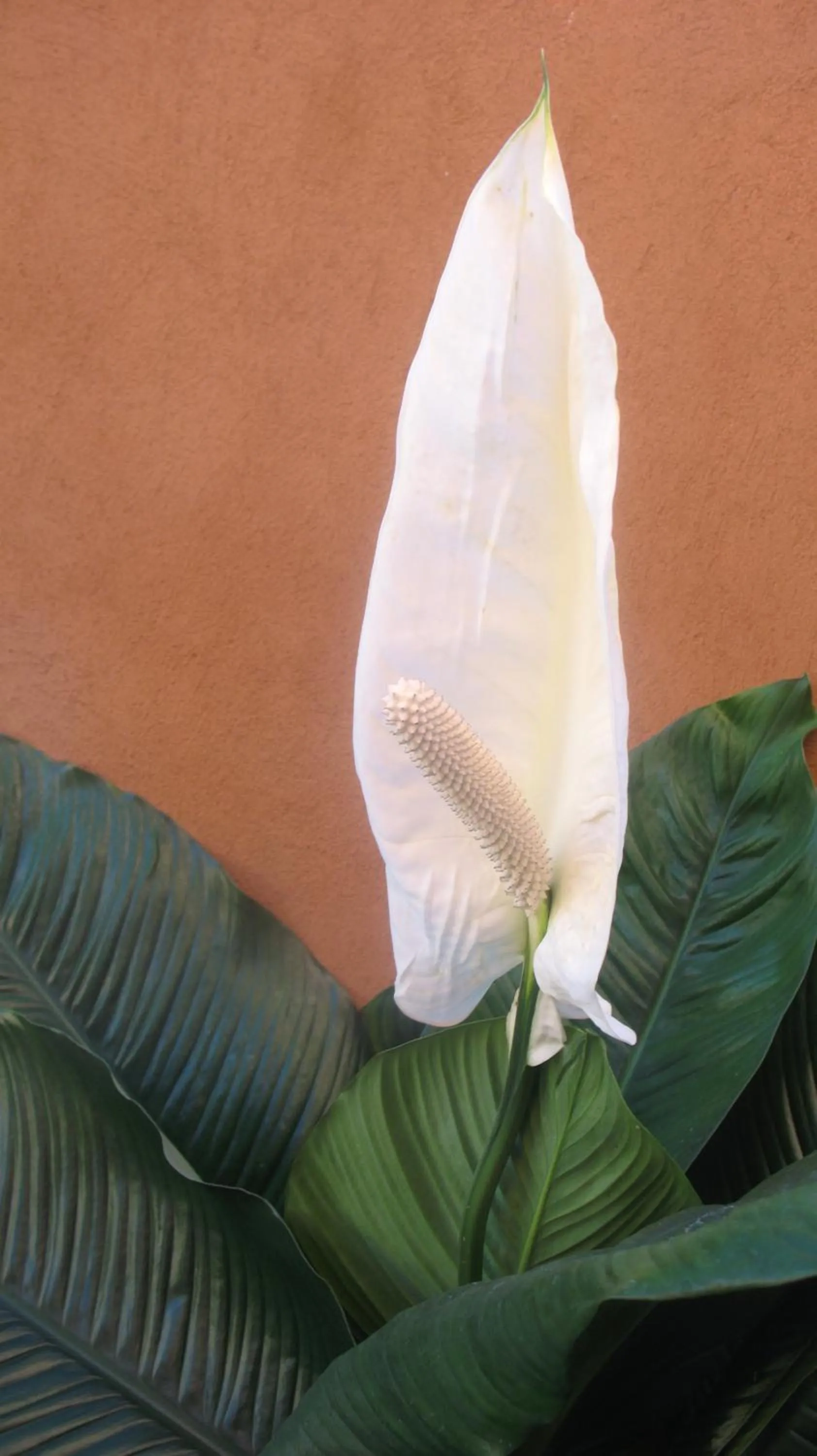 Garden in Hotel Santa Maria Inn