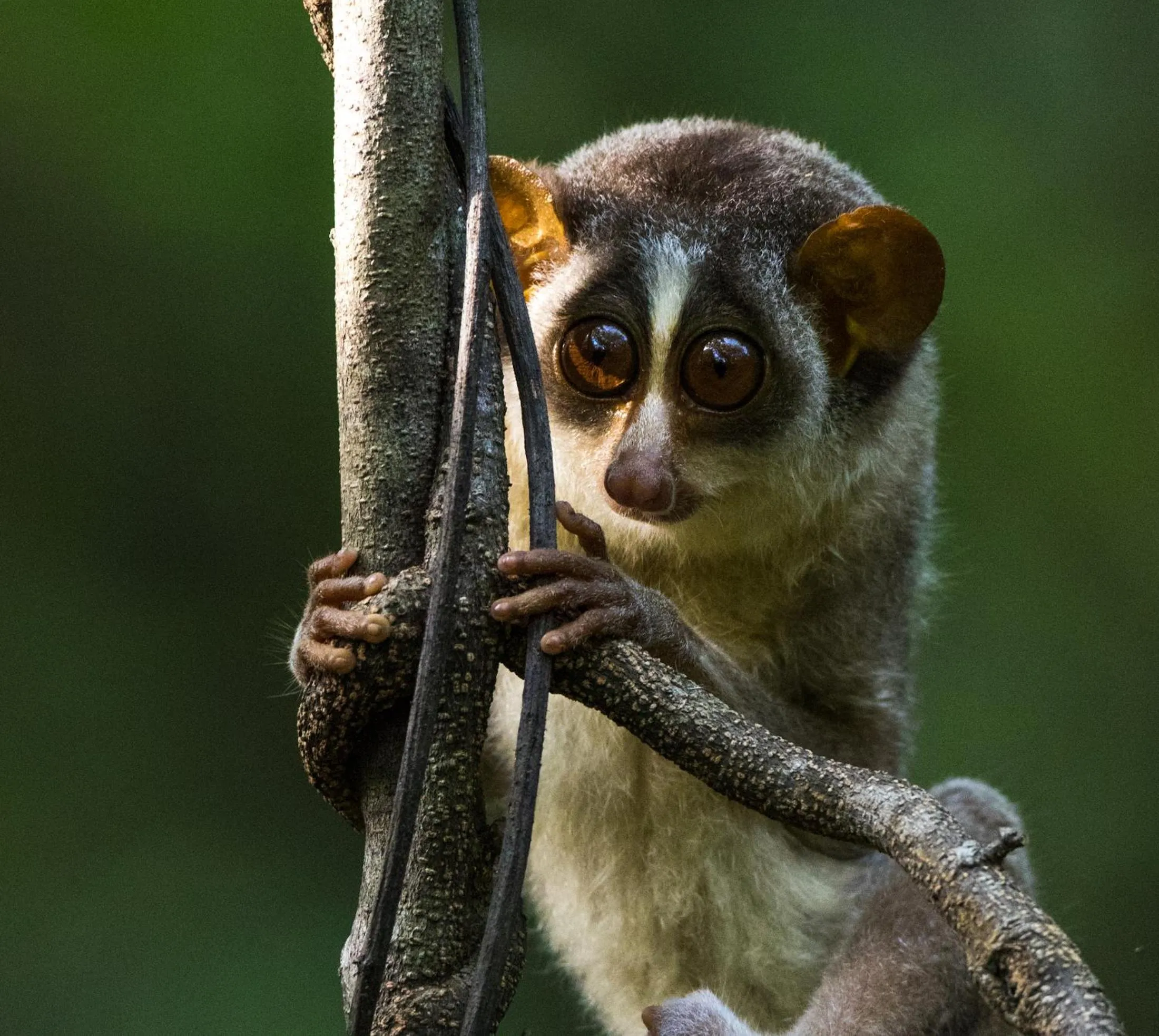 Hiking in The Thick Forest
