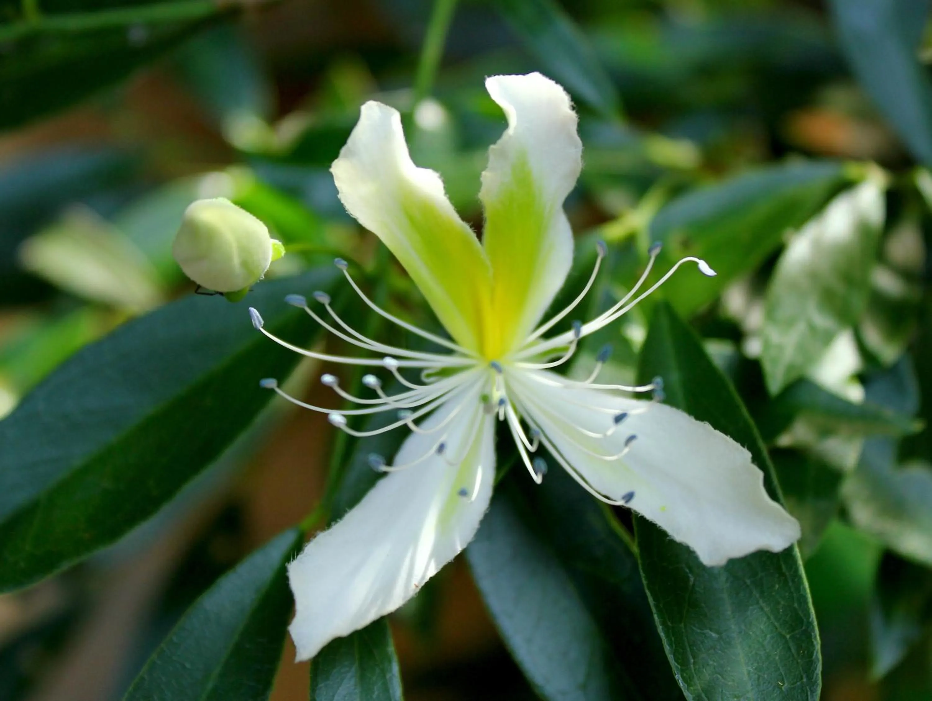 Garden view in The Thick Forest