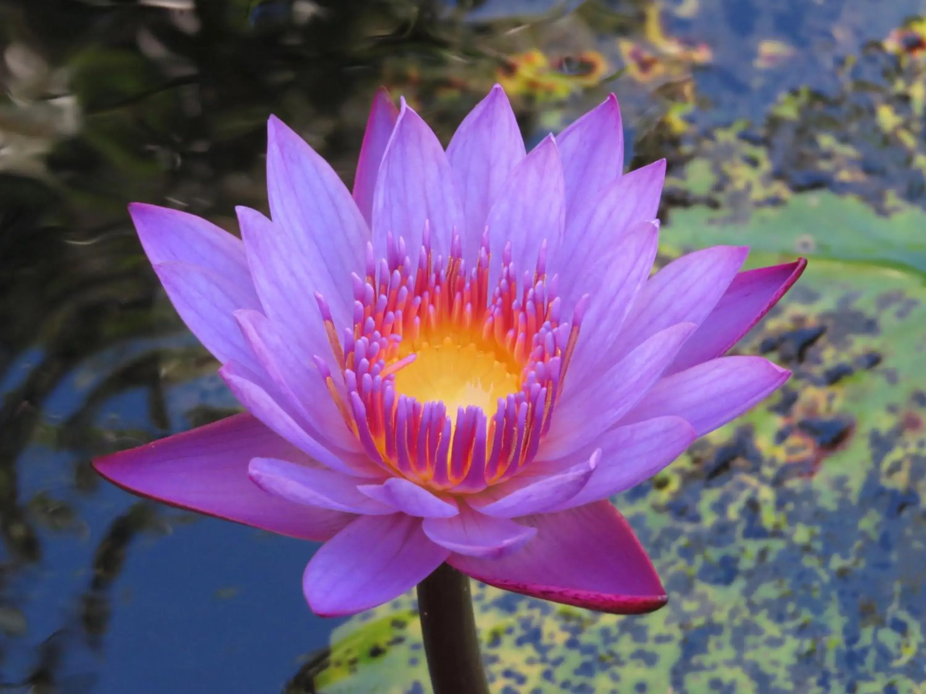 Jardines Secretos Jardines Secretos