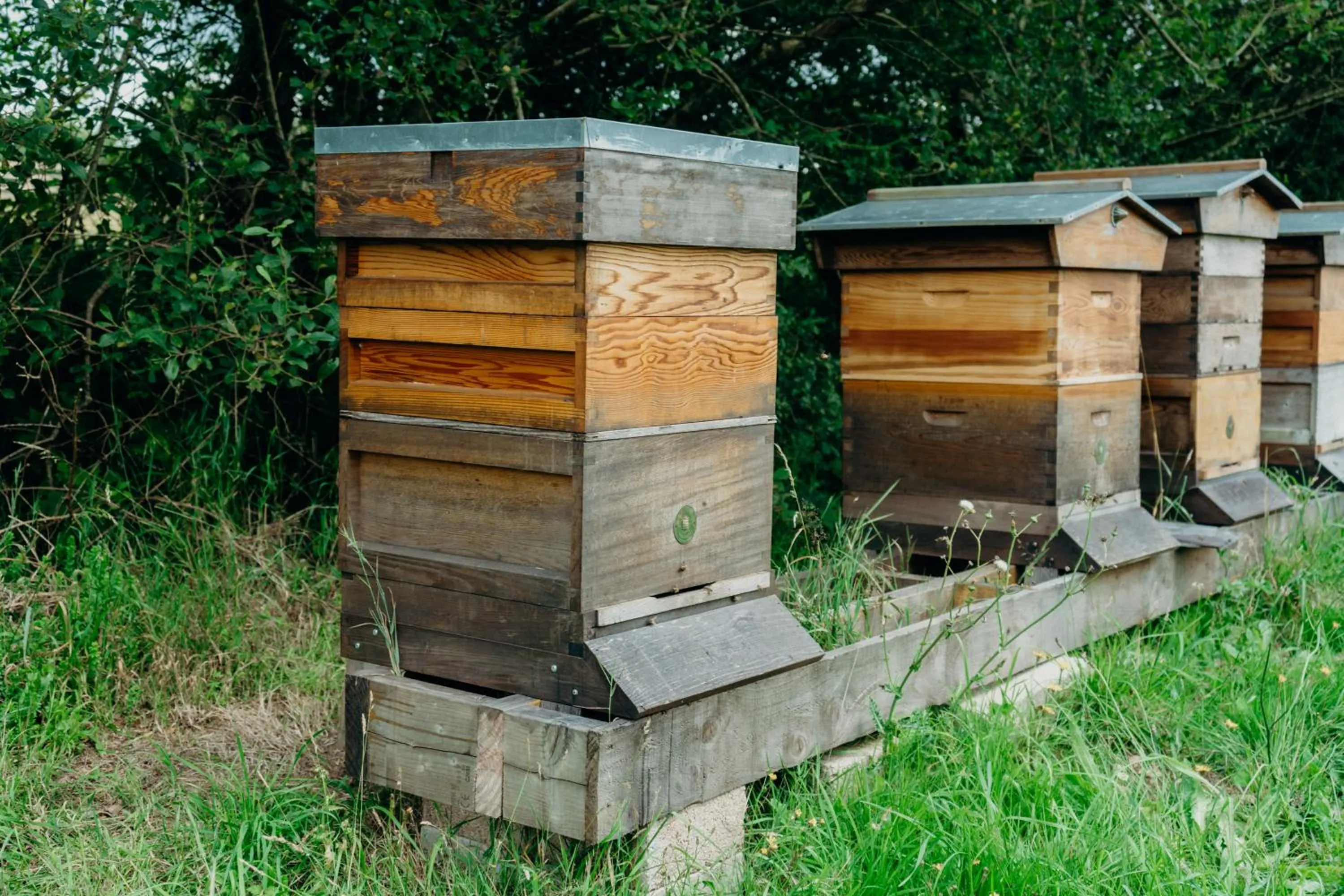 Garden in Lydford House