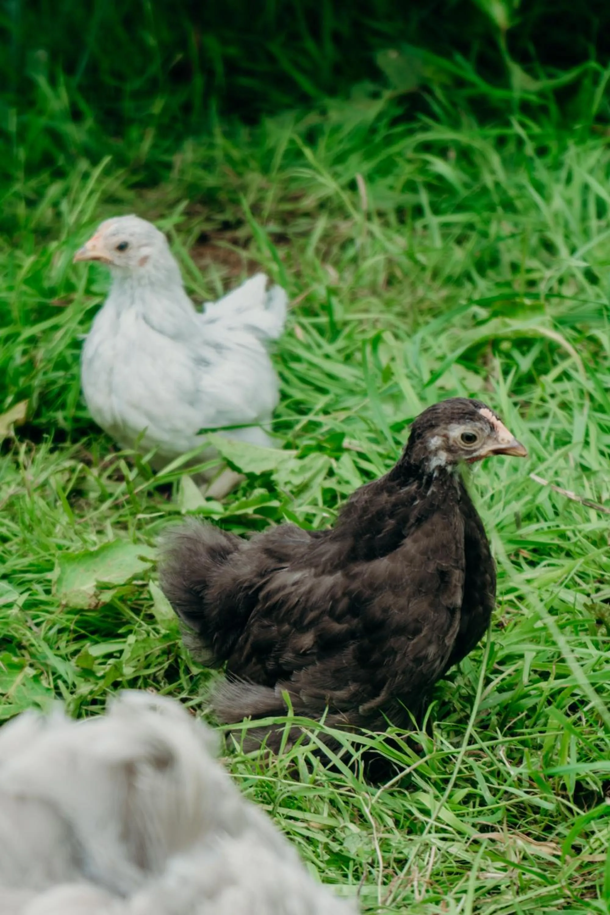 Animals in Lydford House