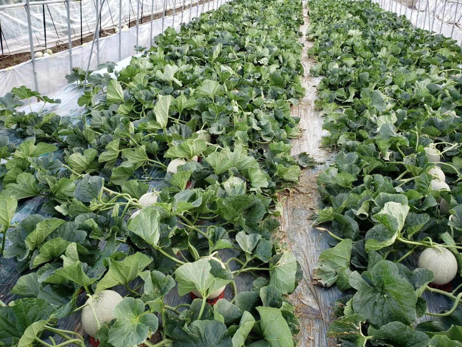 Nearby landmark in Furano Mount Villa