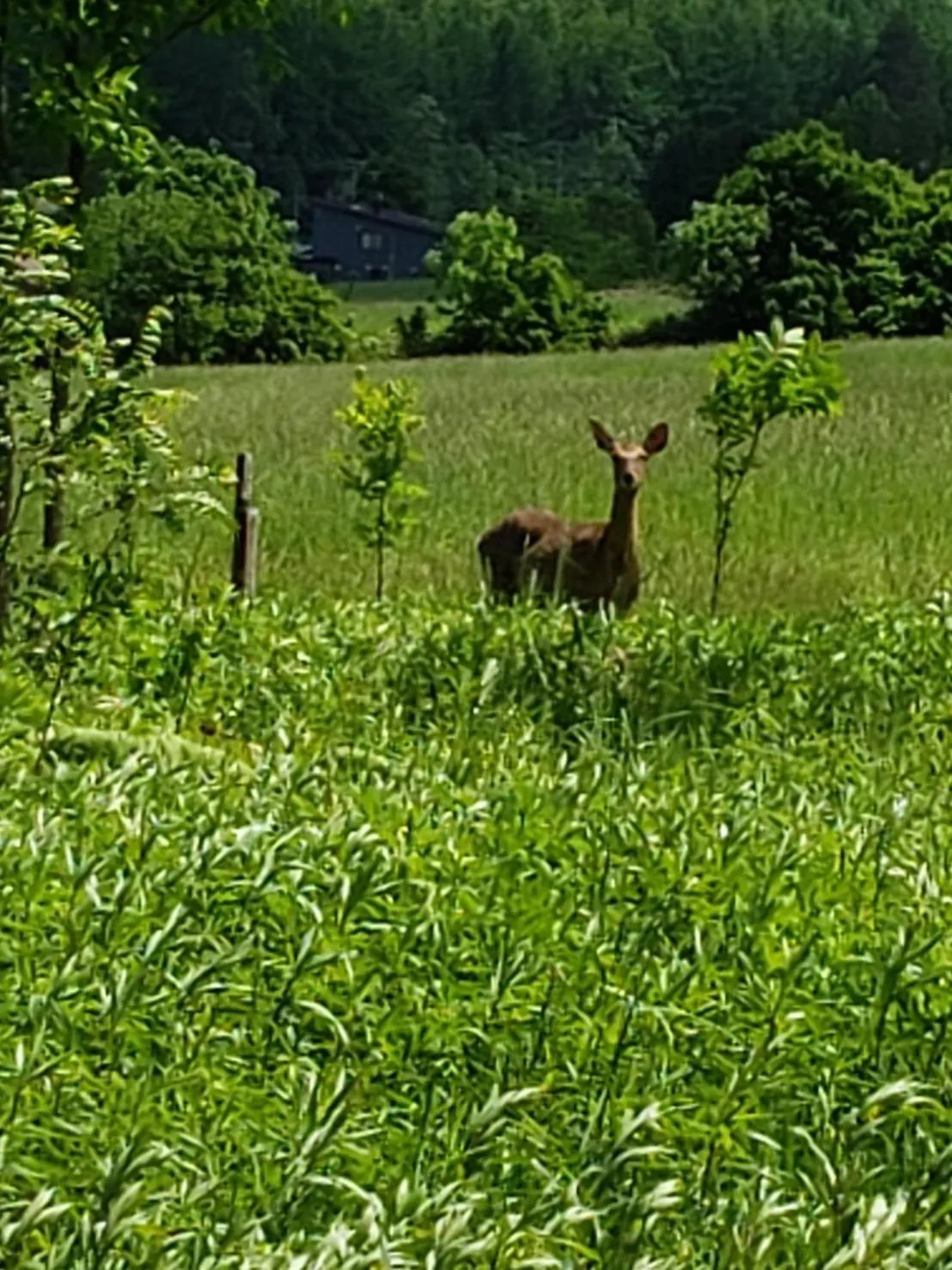Natural landscape in Furano Mount Villa