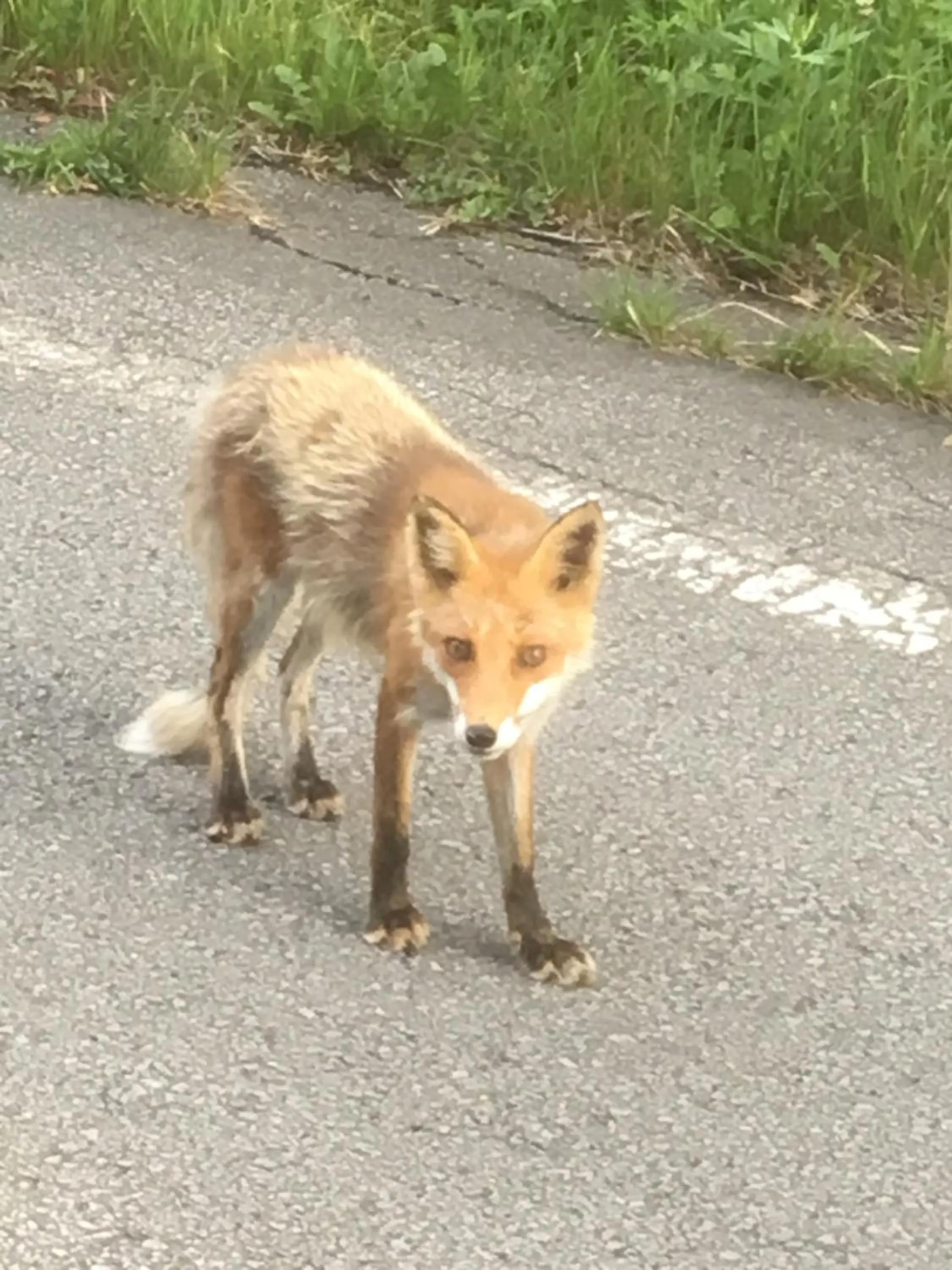 Animals in Furano Mount Villa