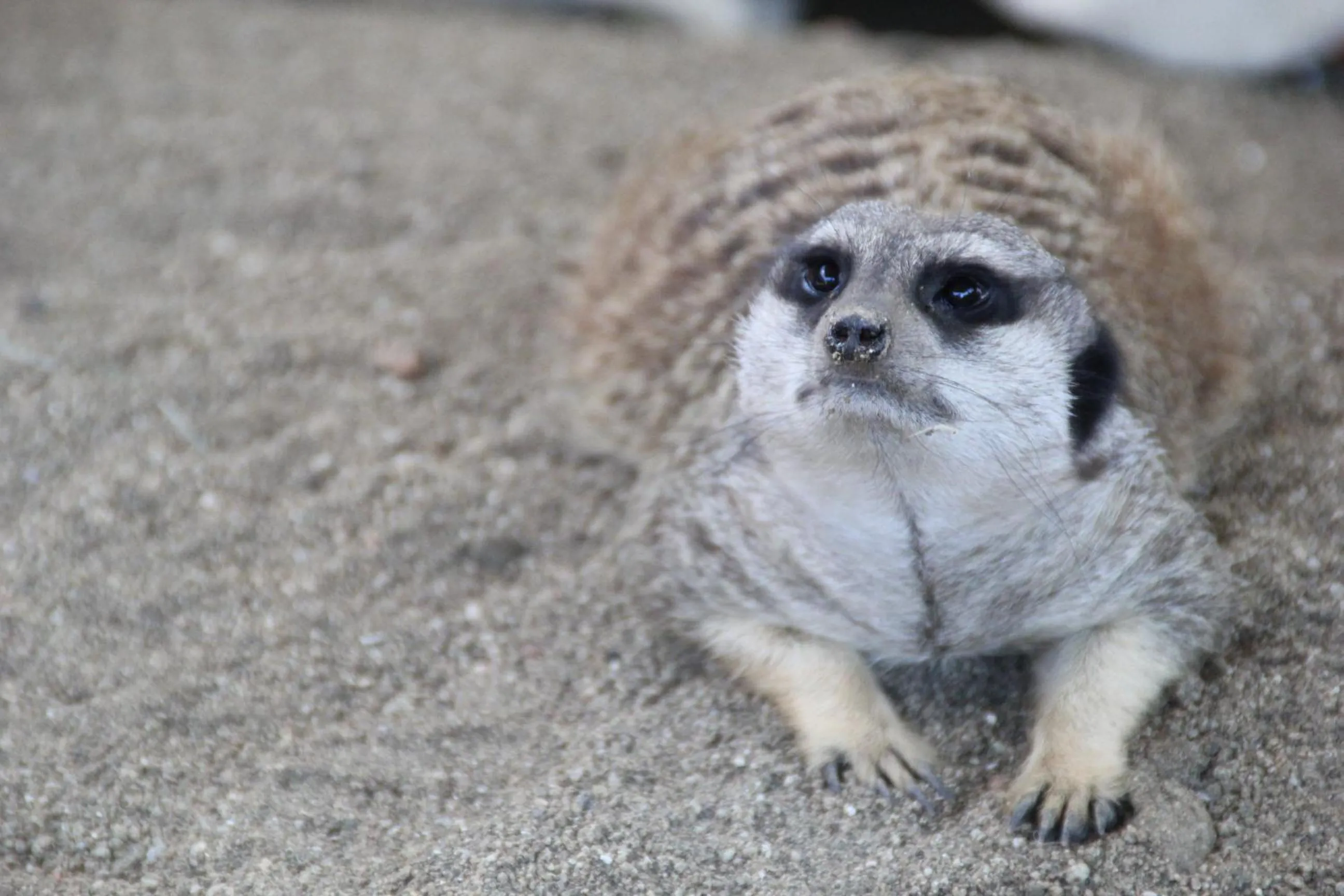 Other in Monte Santa Catarina