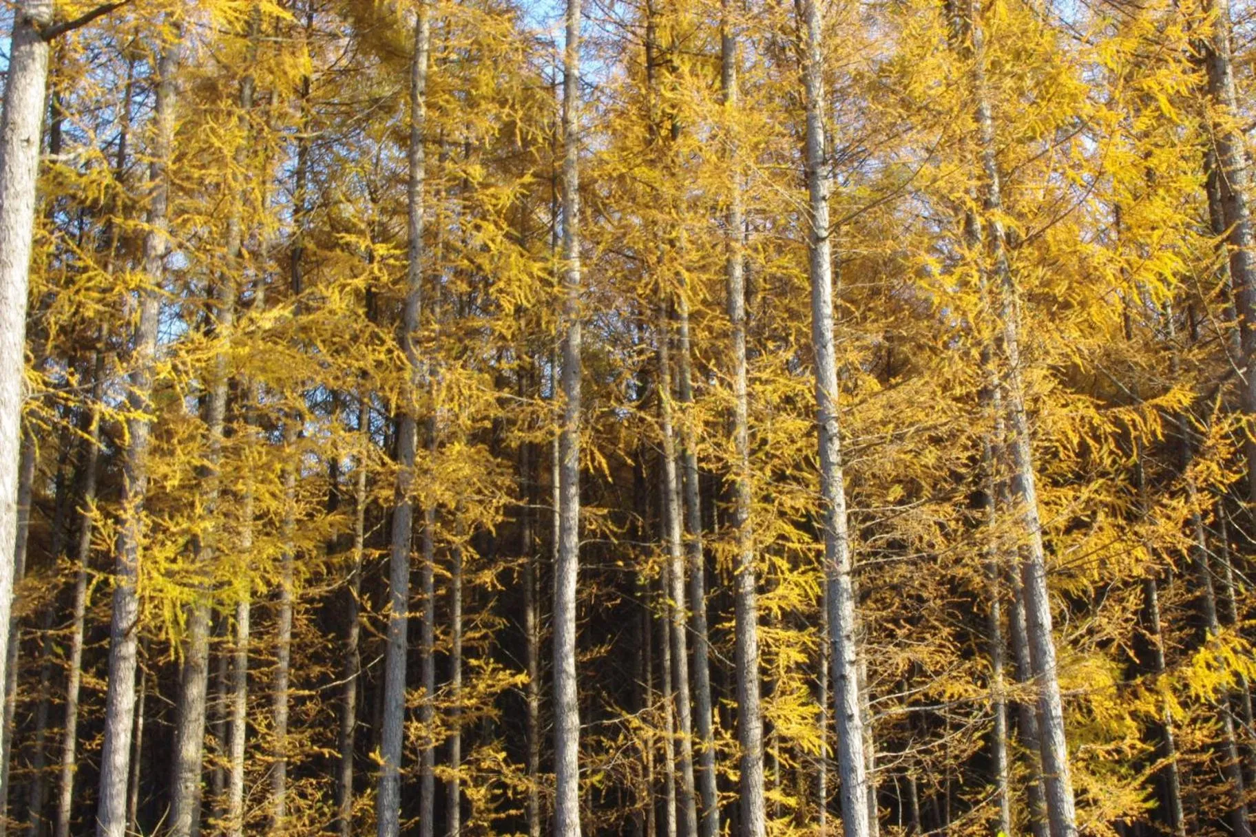 Off site in Akane-yado