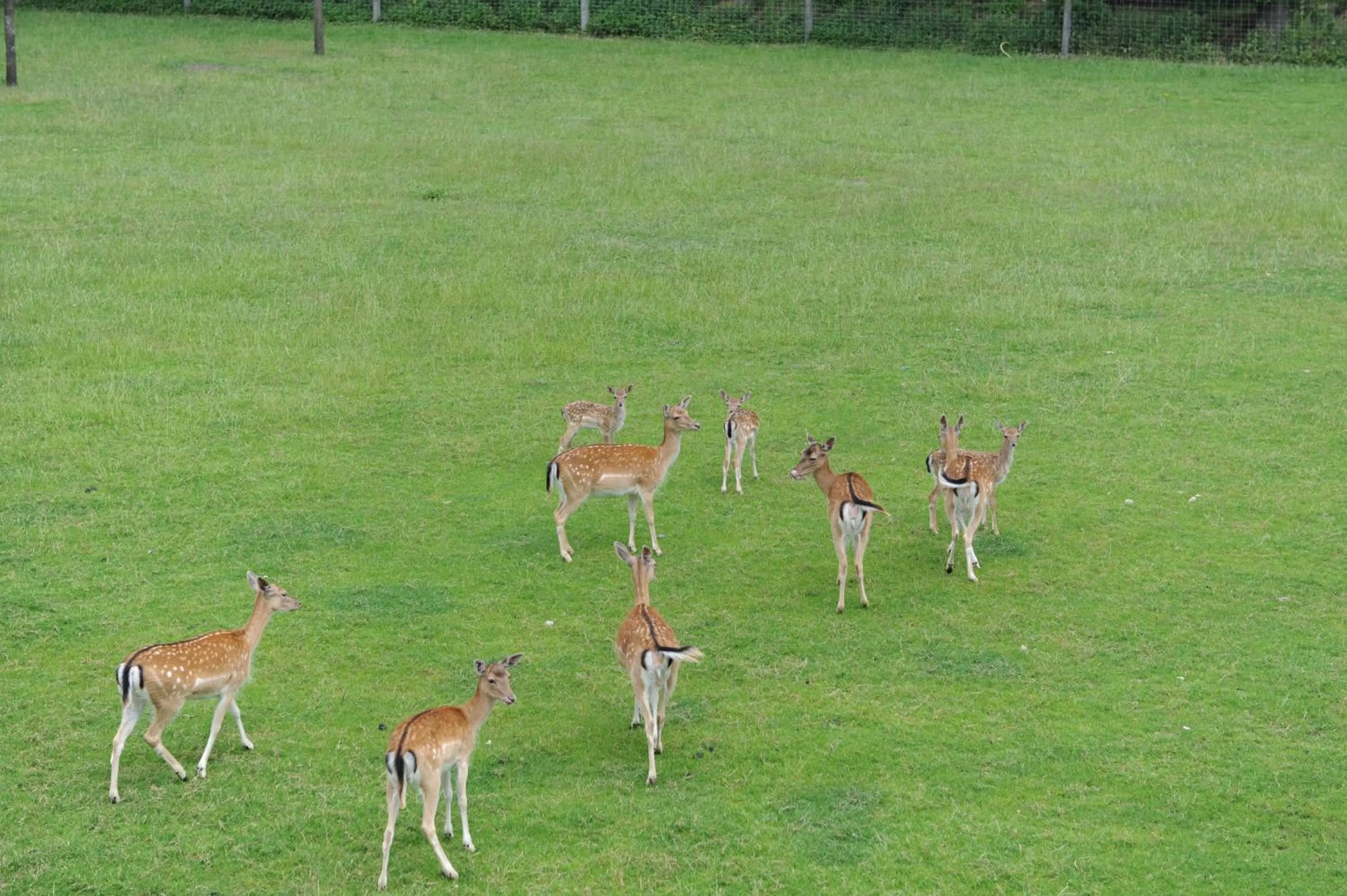 Pets in Hotel Mutter-Bahr