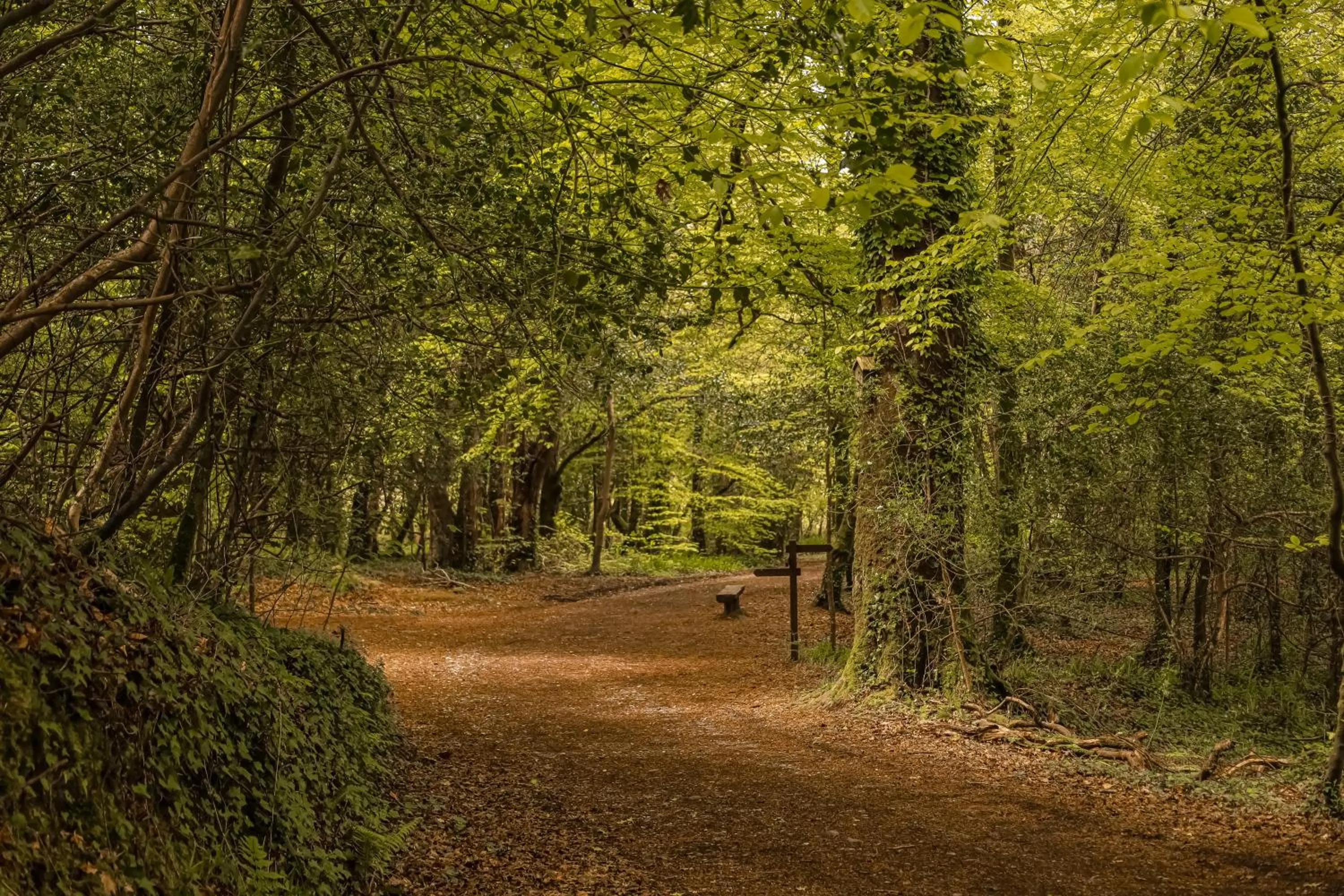 Natural landscape in Park Hotel Kenmare