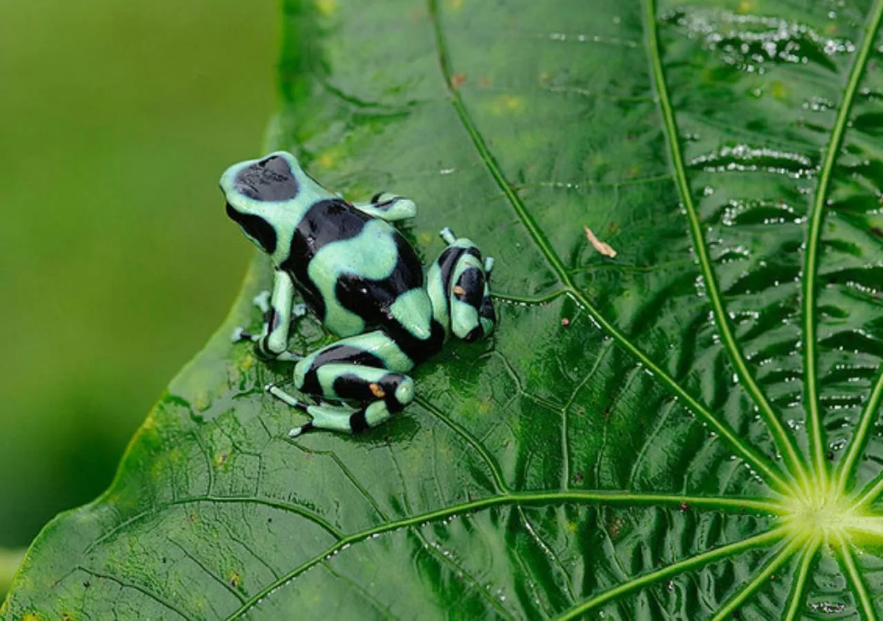 Garden in Cariblue Beach and Jungle Resort