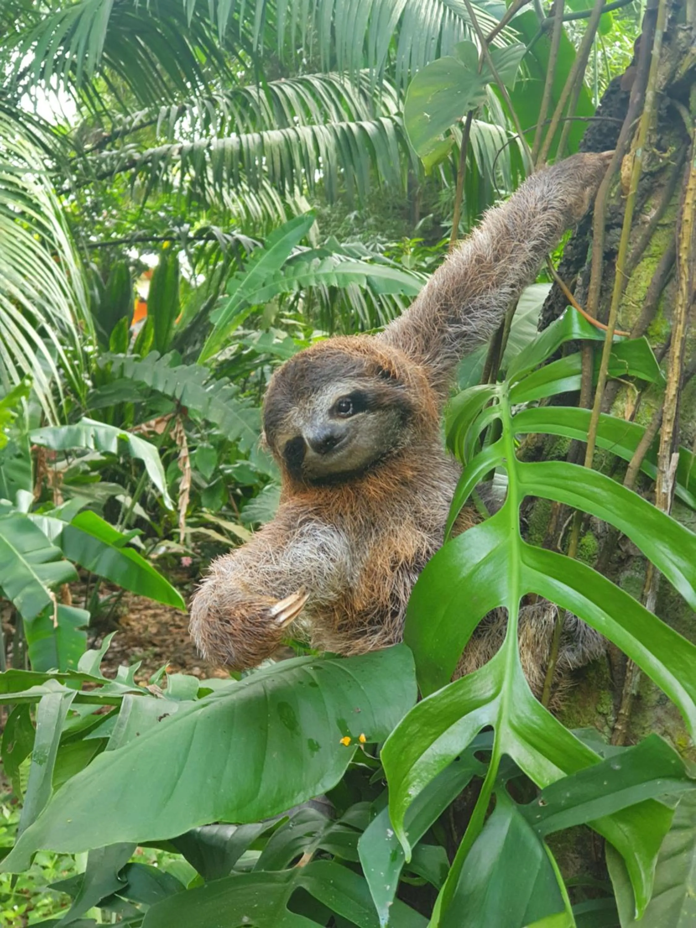 Animals in Cariblue Beach and Jungle Resort