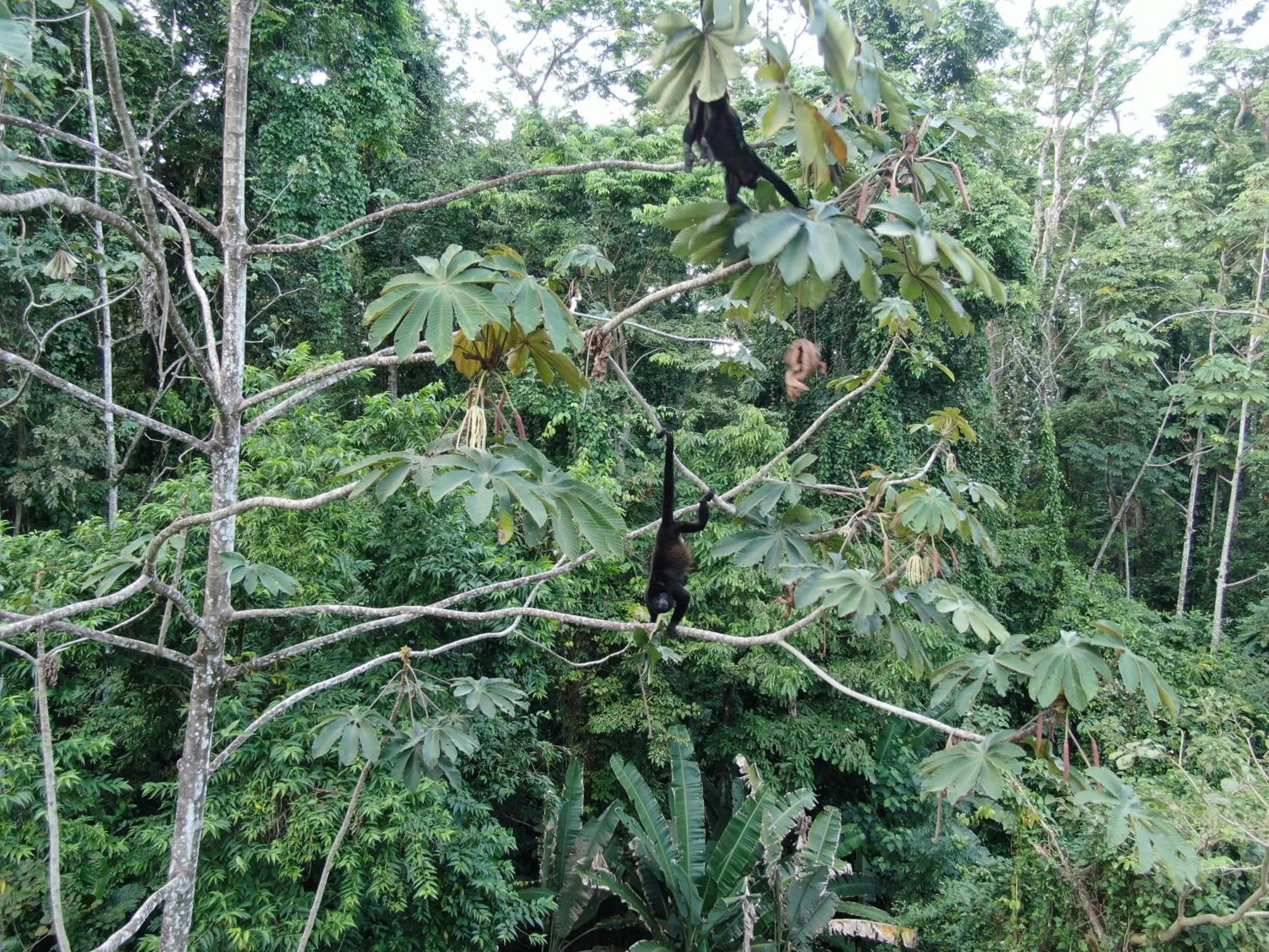 Garden in Cariblue Beach and Jungle Resort